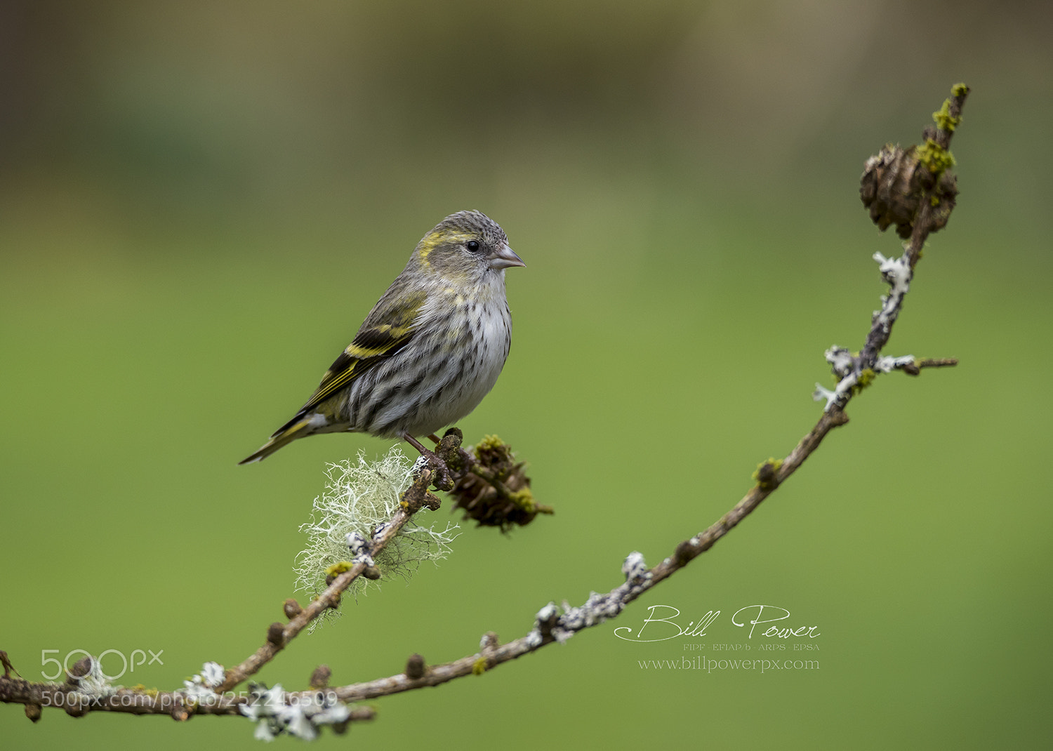 Nikon D810 sample photo. Siskin photography