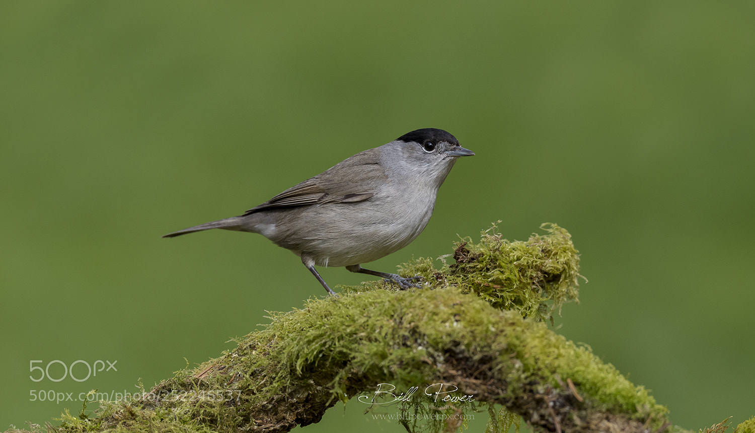 Nikon D810 sample photo. Blackcap photography