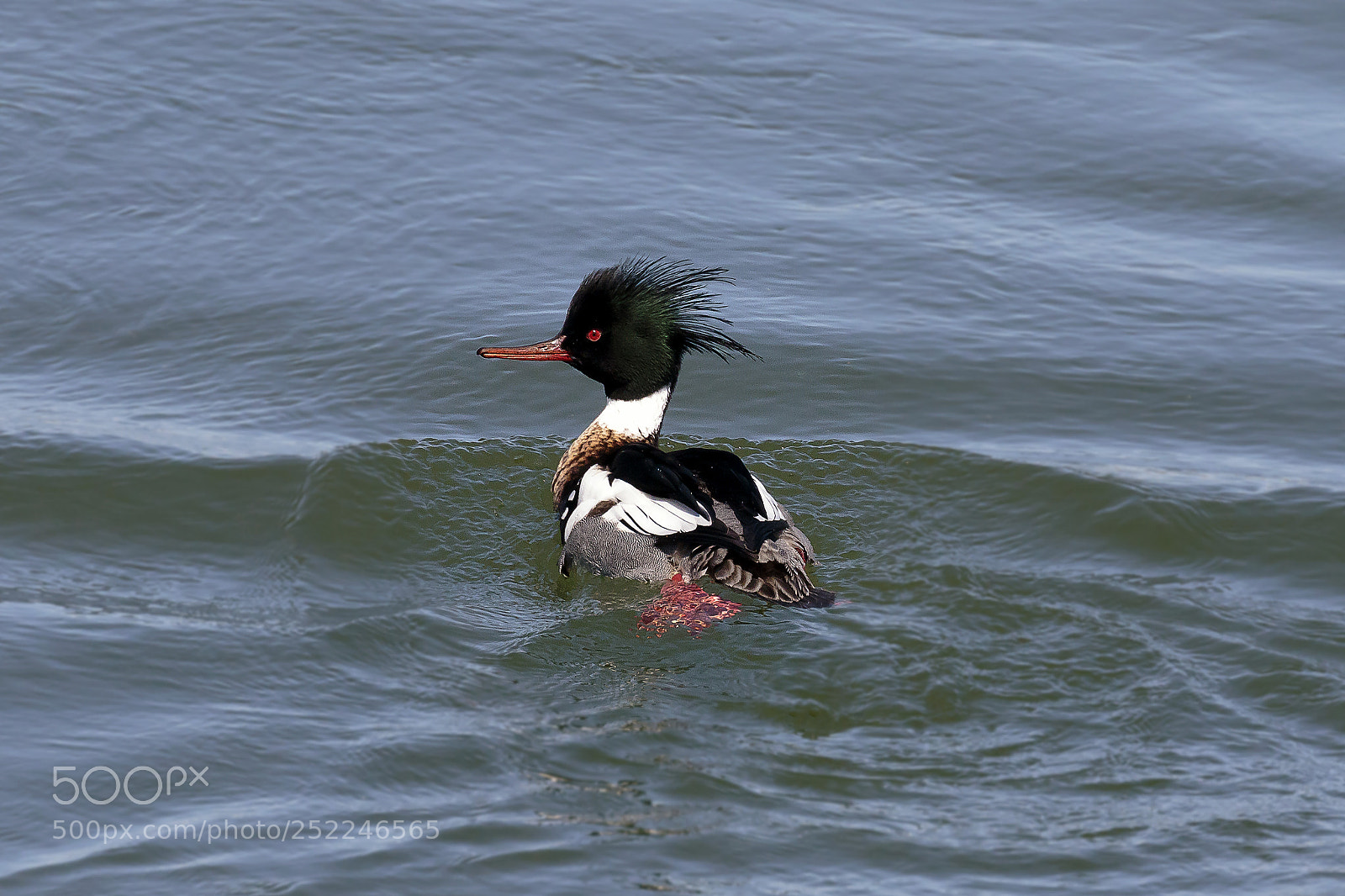Canon EOS 7D Mark II sample photo. Red breasted merganser photography