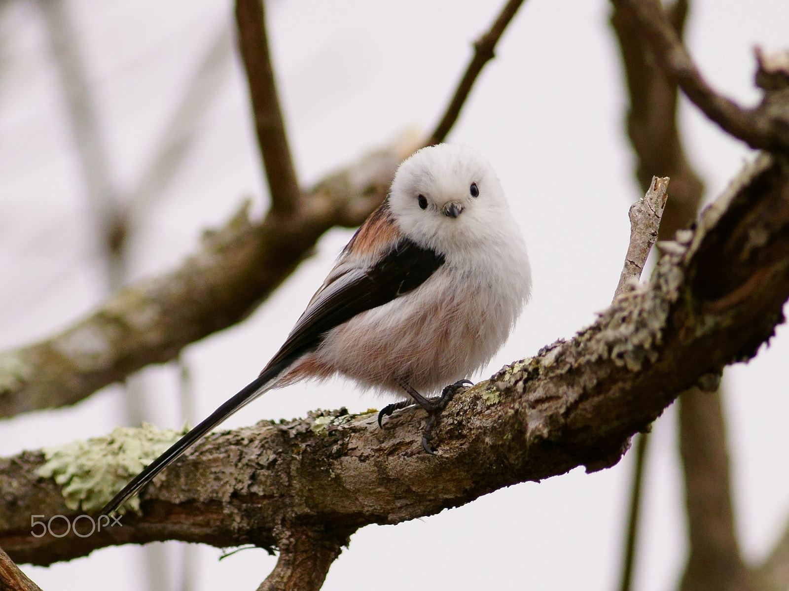 Canon EF 400mm F5.6L USM sample photo. Long-tailed tit photography