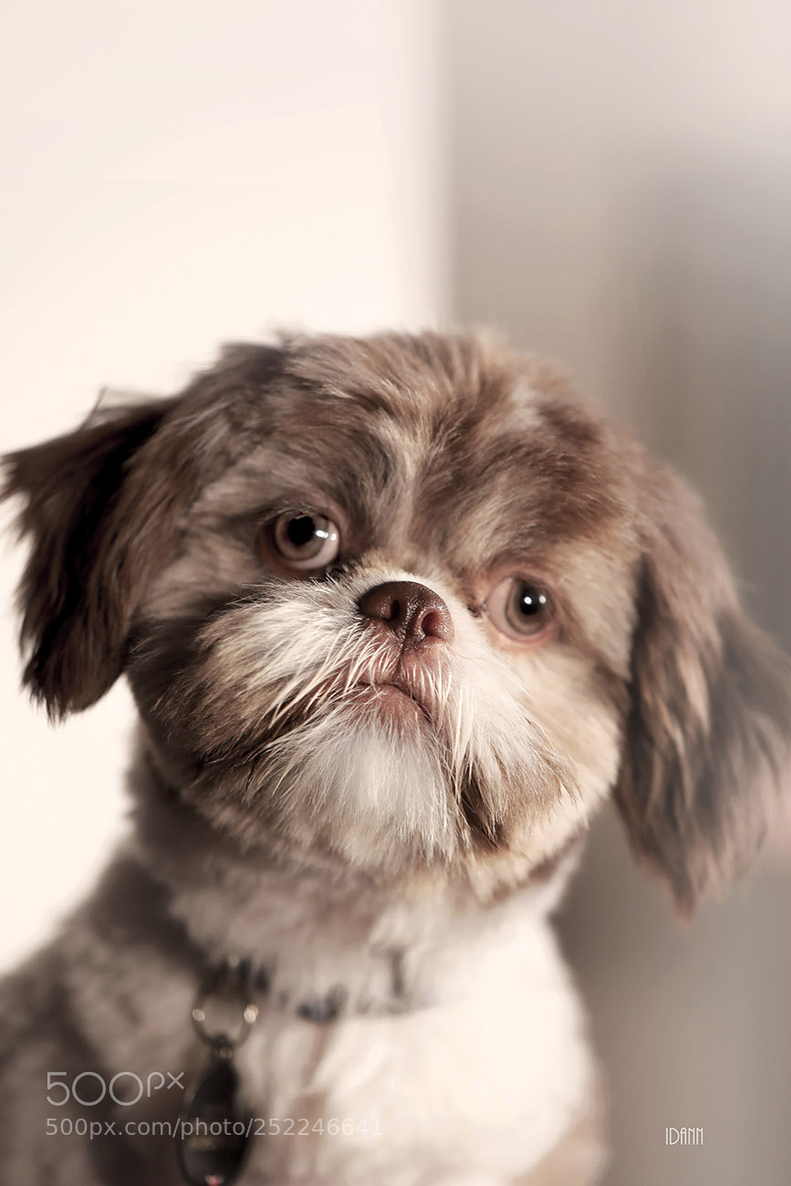 Canon EOS 5D Mark IV sample photo. Chewbacca photography