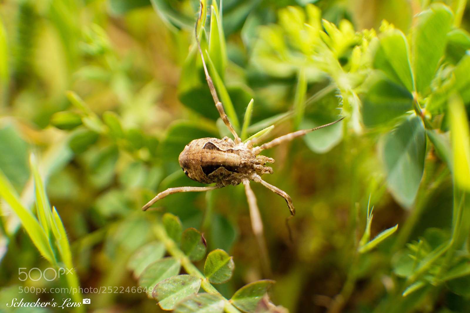 Sony SLT-A65 (SLT-A65V) sample photo. Macro spider photography