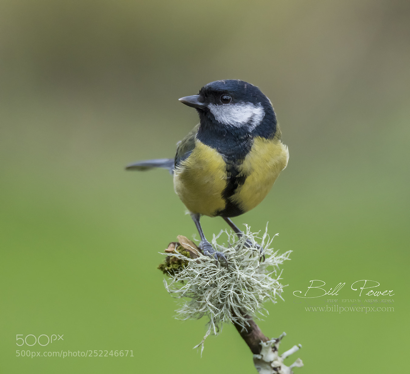 Nikon D810 sample photo. Great tit photography
