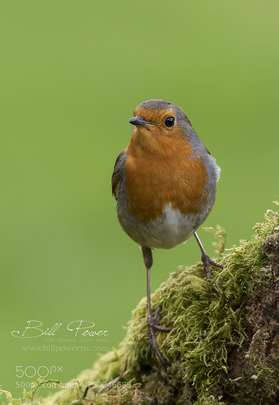 Nikon D810 sample photo. Robin on moss photography