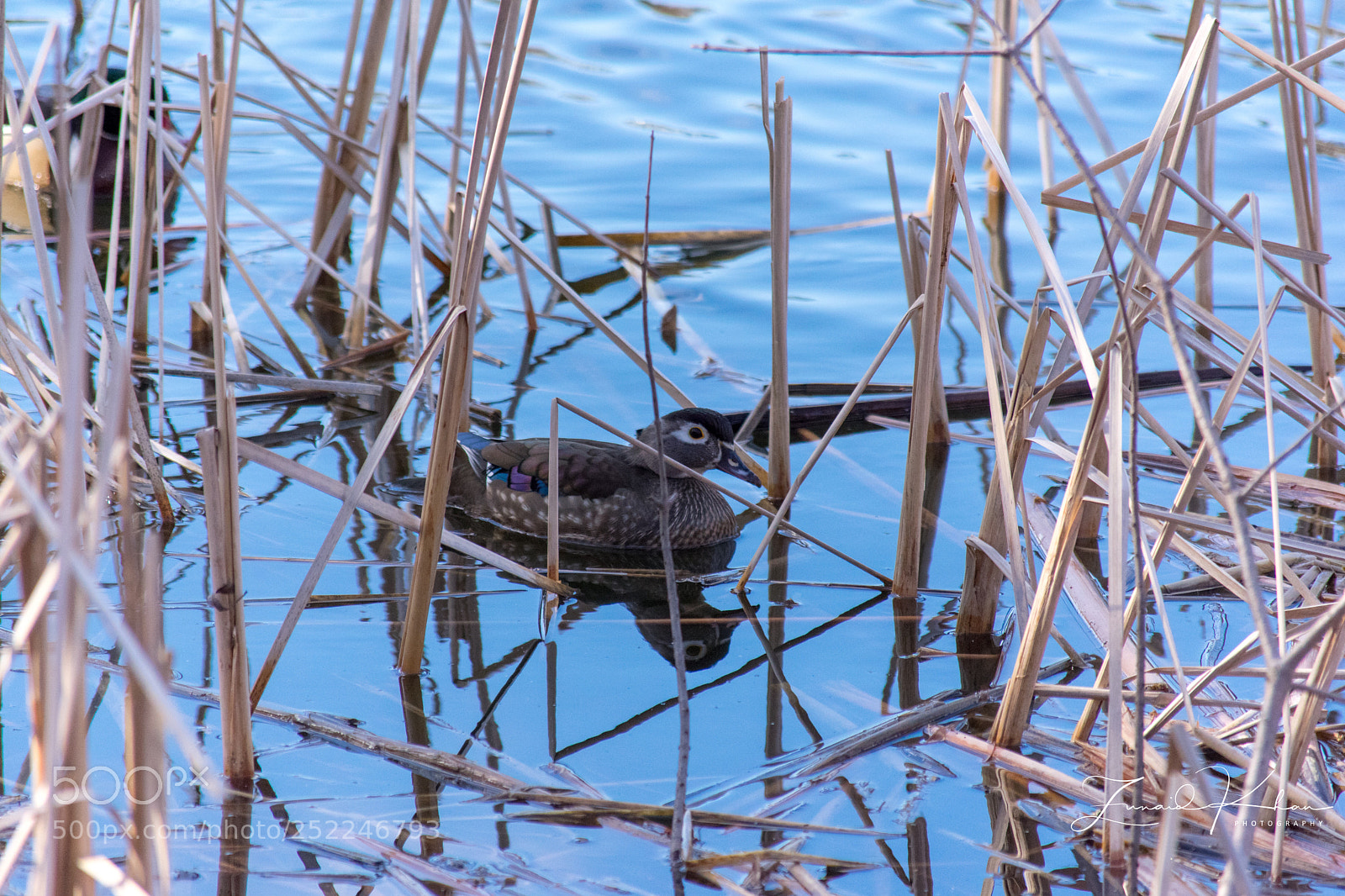 Nikon D3400 sample photo. In the rushes  photography