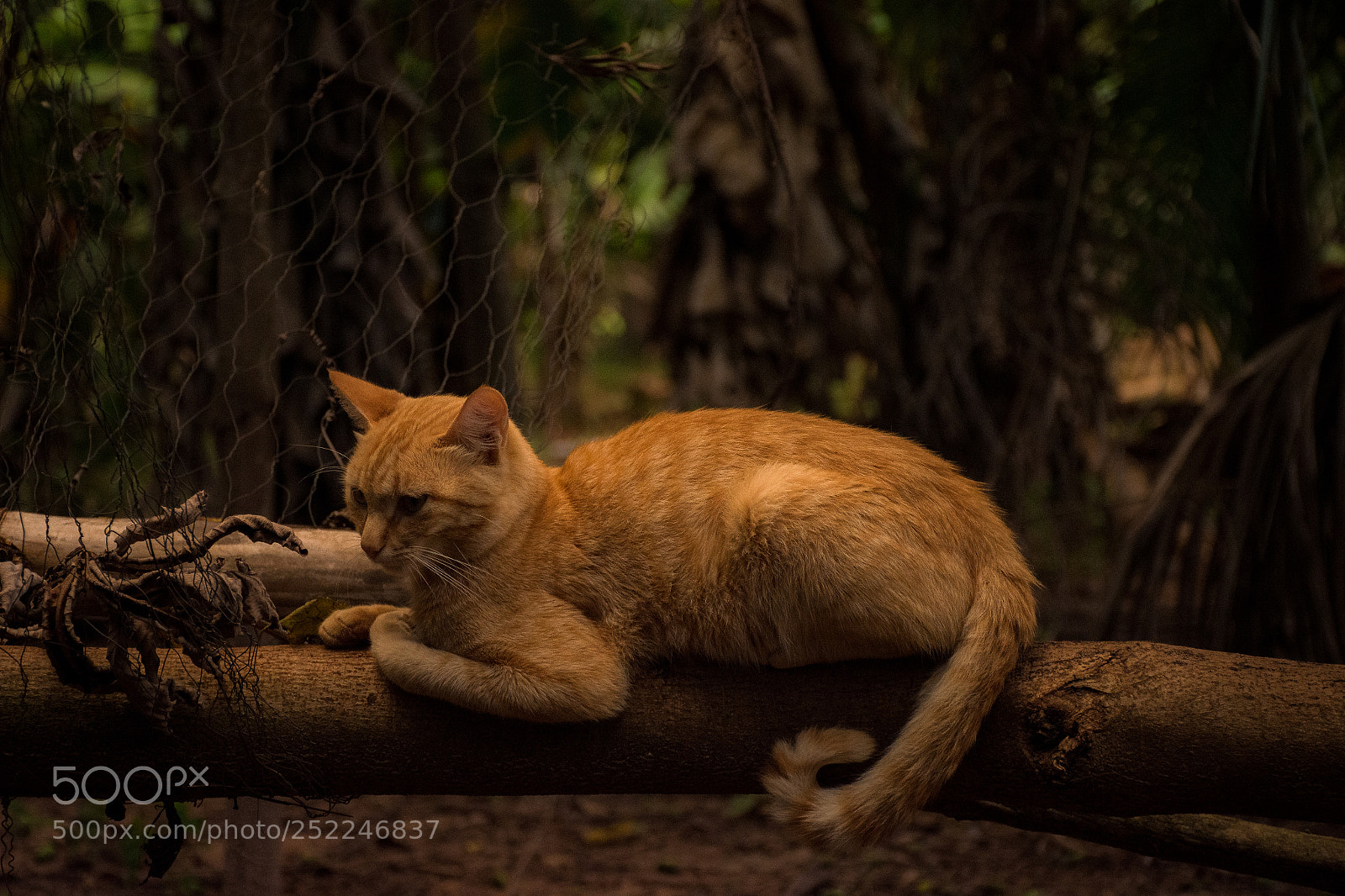 Nikon D7200 sample photo. Cat photography