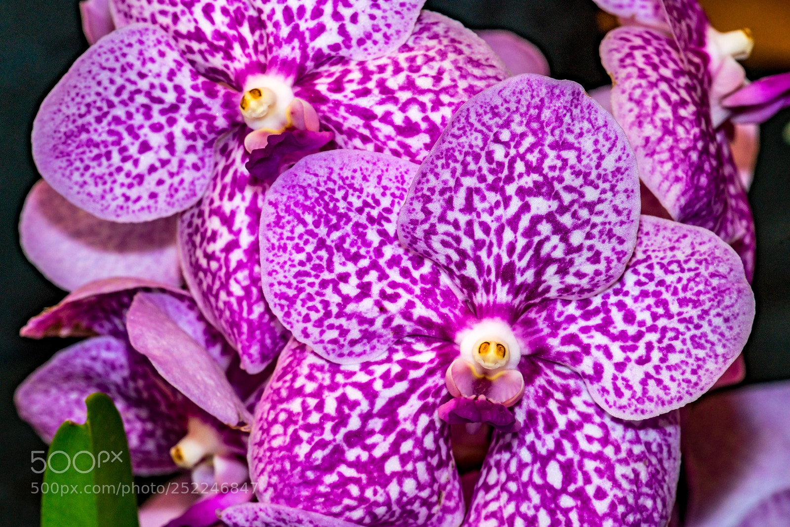 Sony a7R II sample photo. Purple pair photography