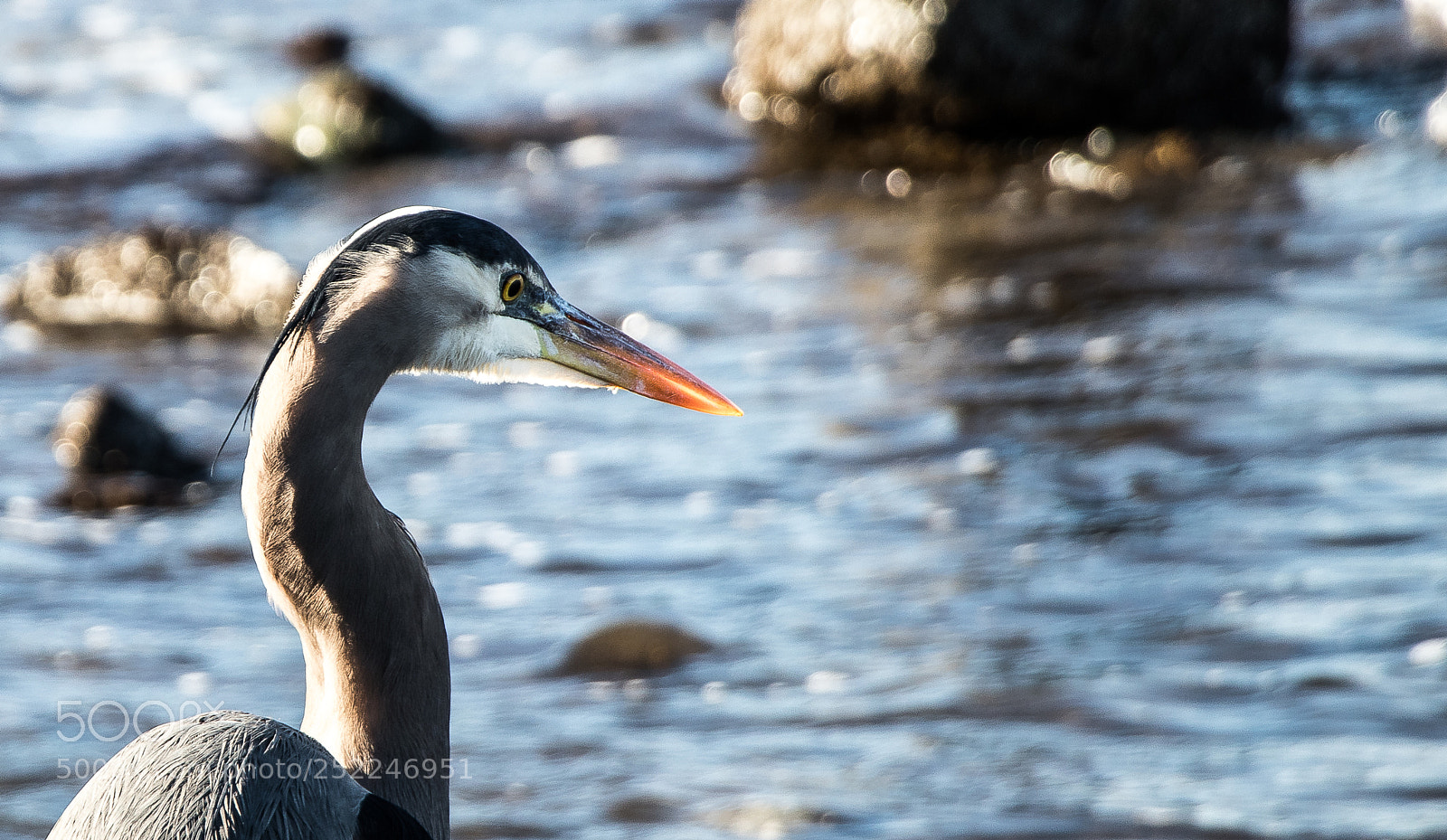 Canon EOS 77D (EOS 9000D / EOS 770D) sample photo. Img photography