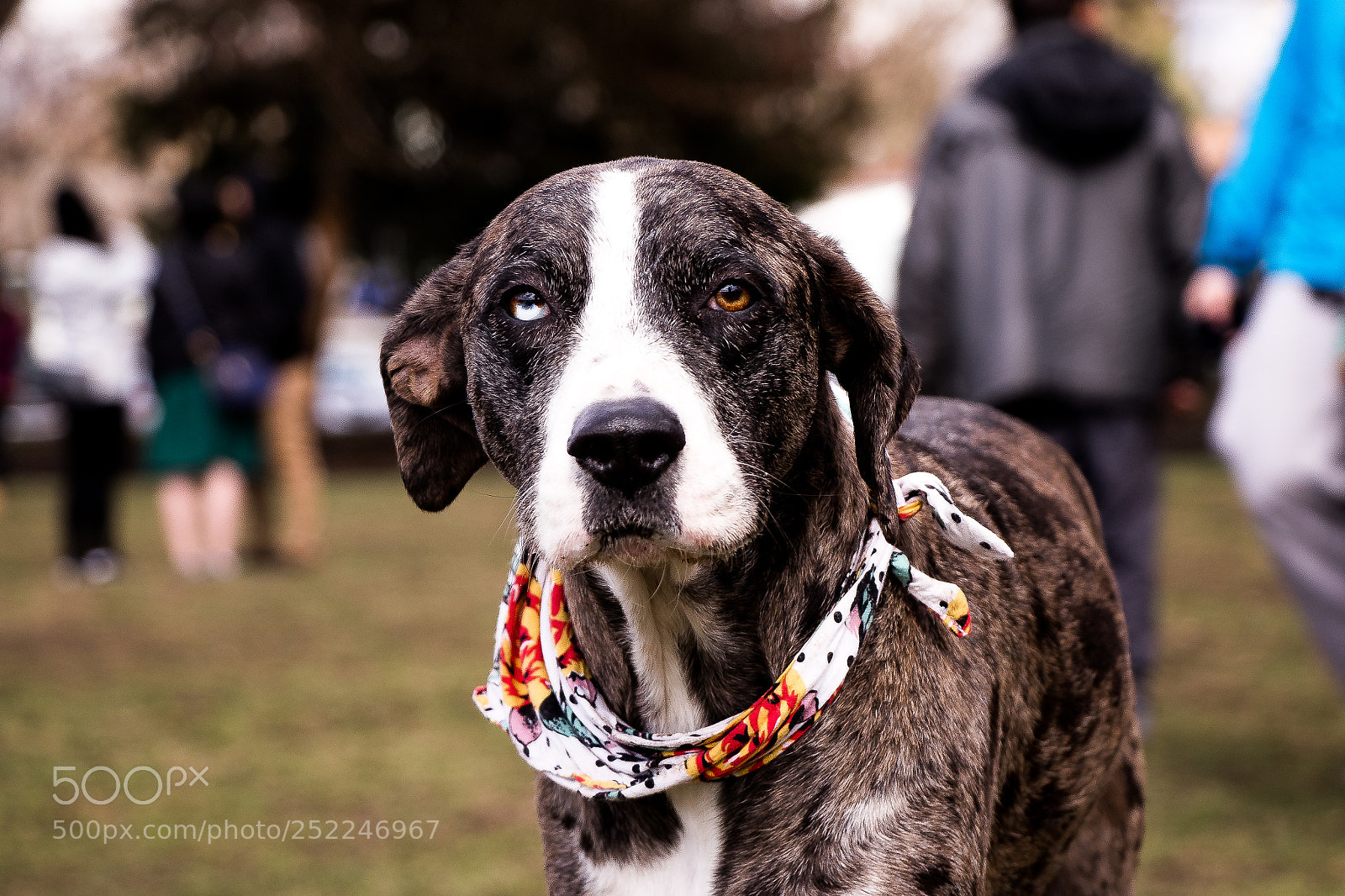 Canon EOS 77D (EOS 9000D / EOS 770D) sample photo. Img photography
