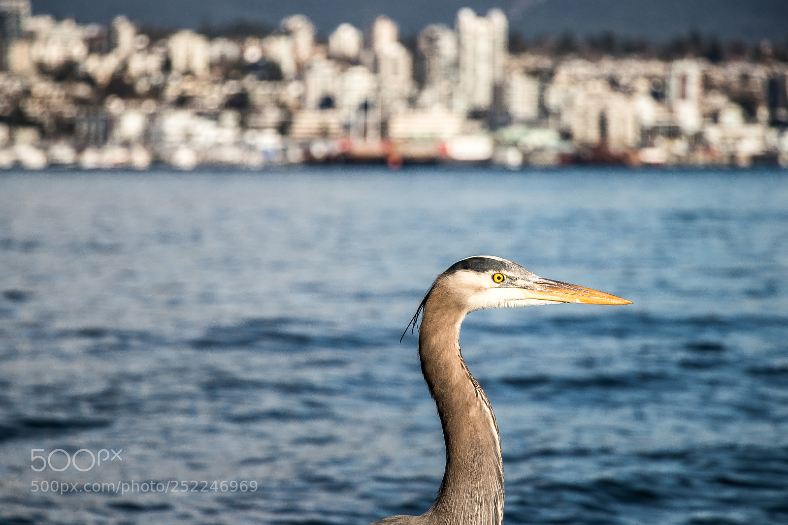 Canon EOS 77D (EOS 9000D / EOS 770D) sample photo. Img photography