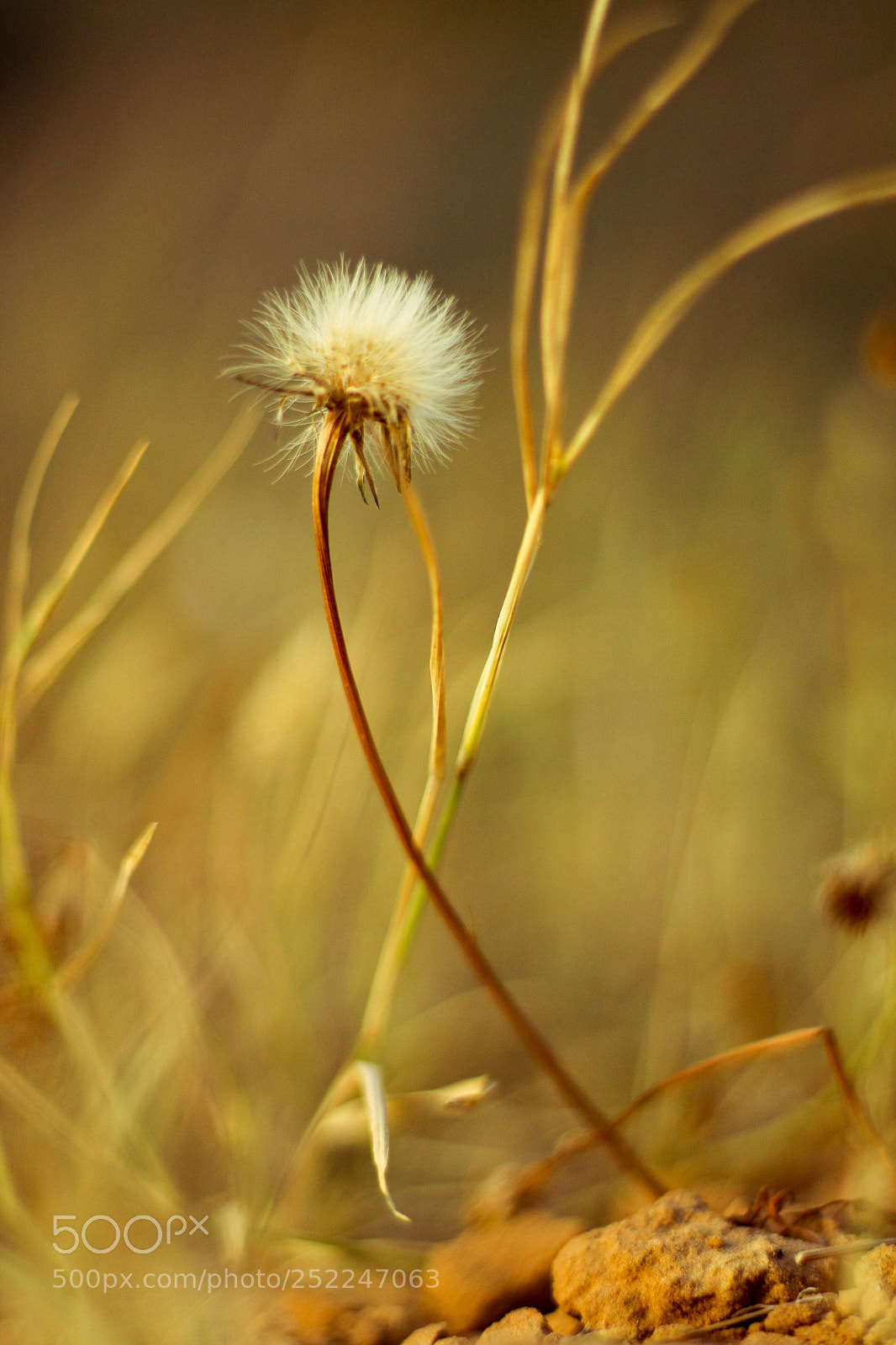 Canon EOS 70D sample photo. Untitled photography