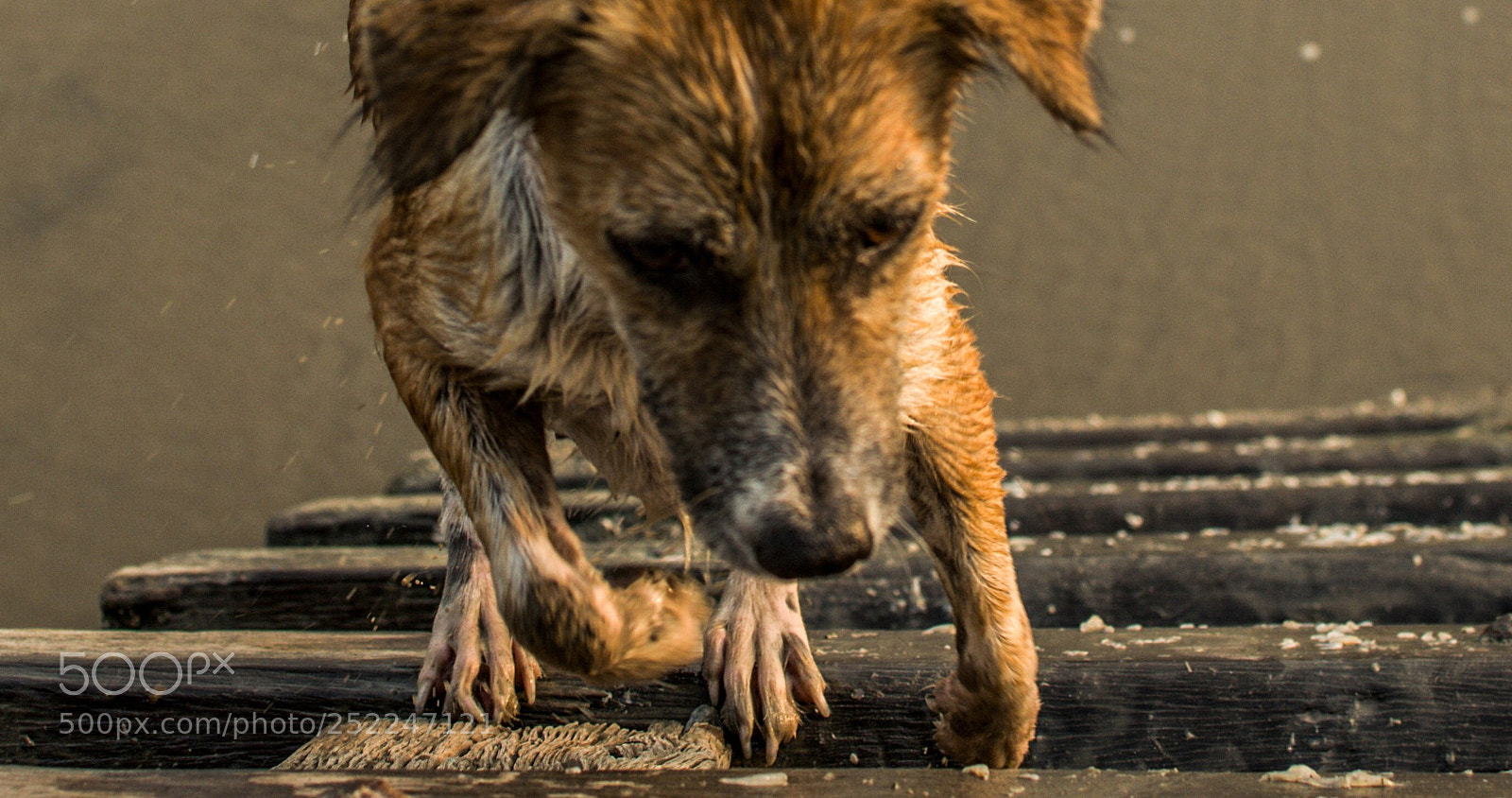 Nikon D5100 sample photo. Rise up photography