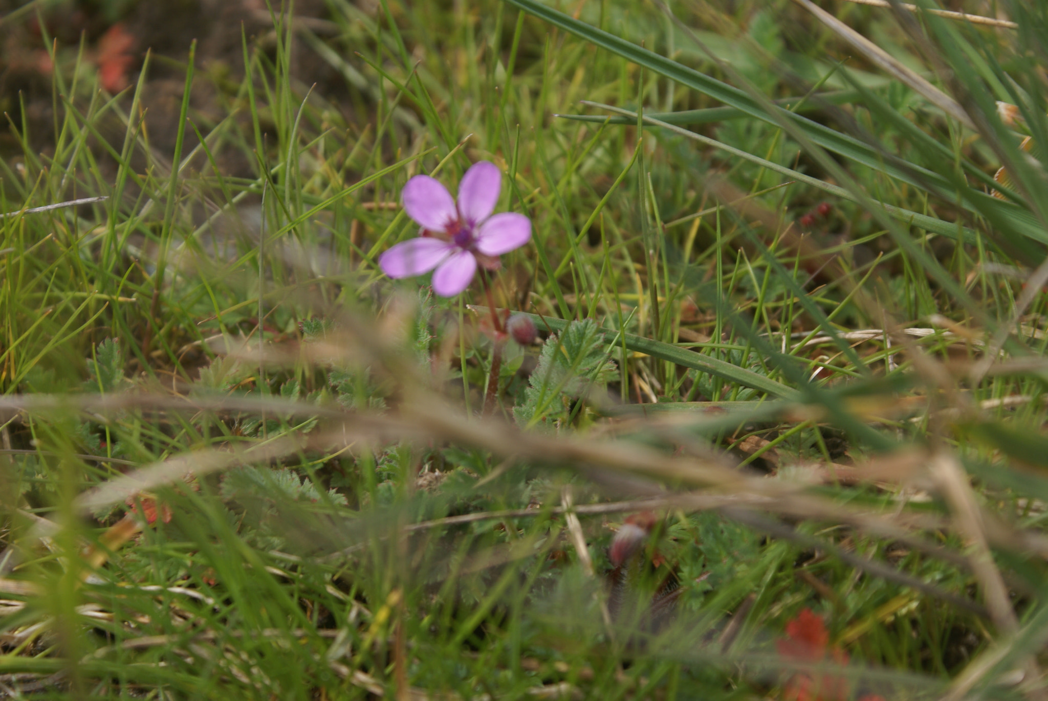 Sony Alpha DSLR-A100 sample photo