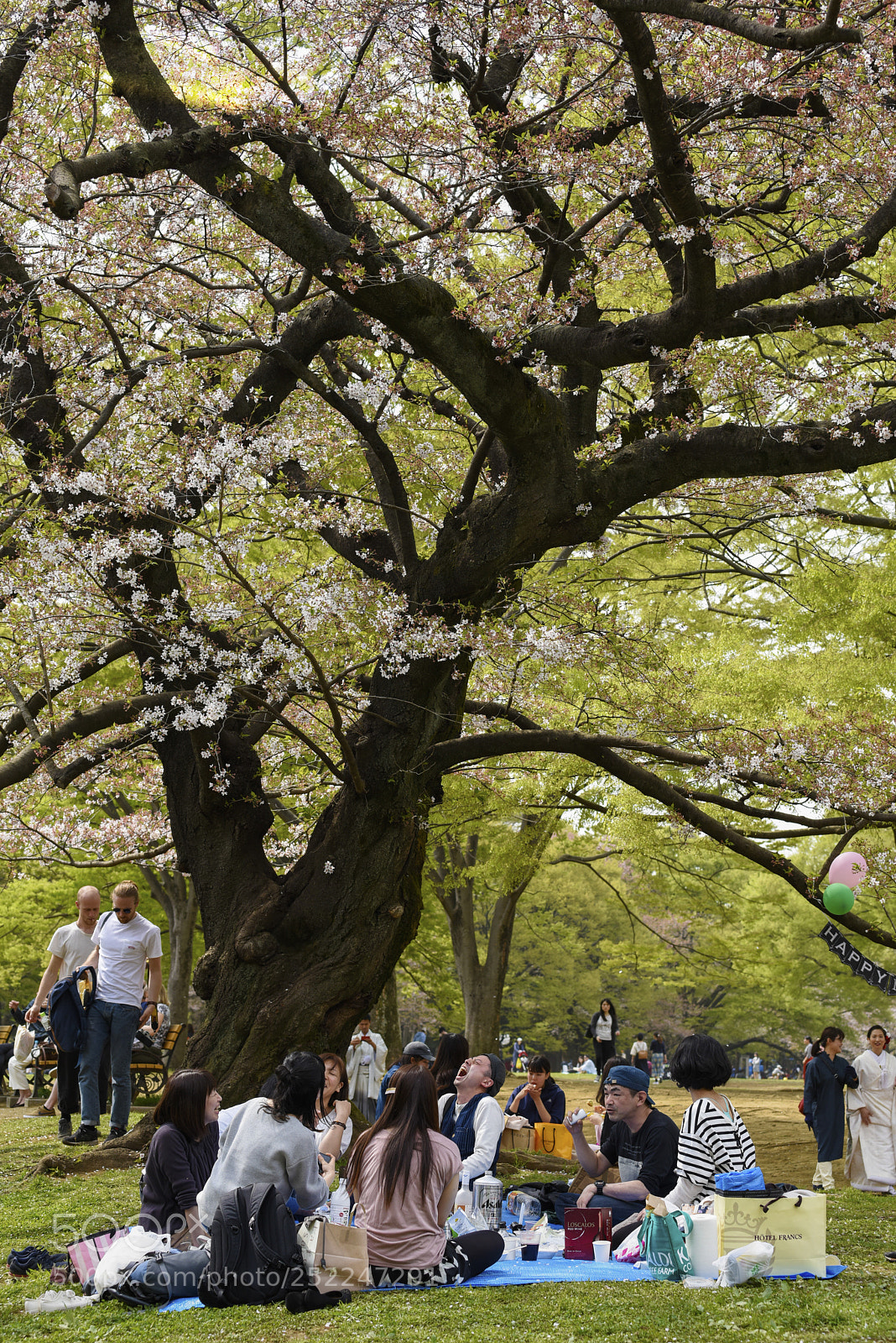 Nikon D810 sample photo. Hanami fun photography