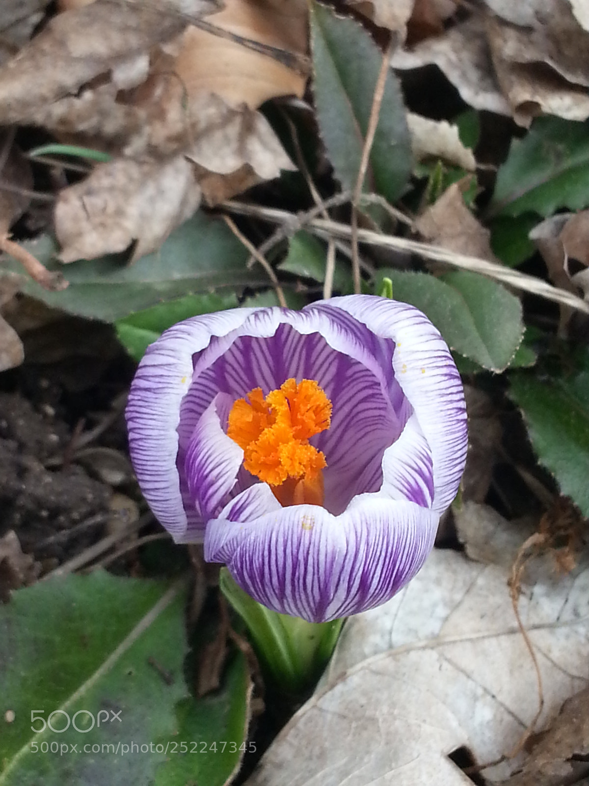 Samsung Galaxy Note2 sample photo. Untitled photography