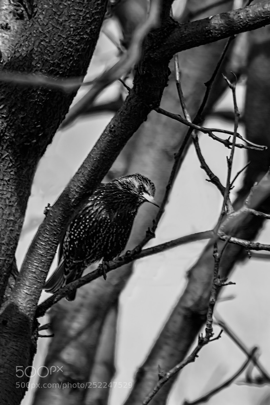 Nikon D5300 sample photo. Starling stare photography