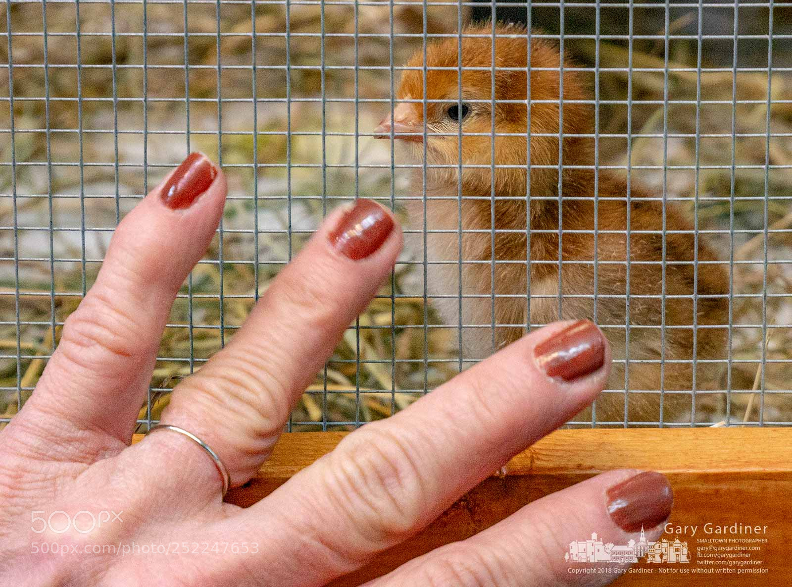 Panasonic Lumix DMC-G85 (Lumix DMC-G80) sample photo. Greeting the new chicks photography