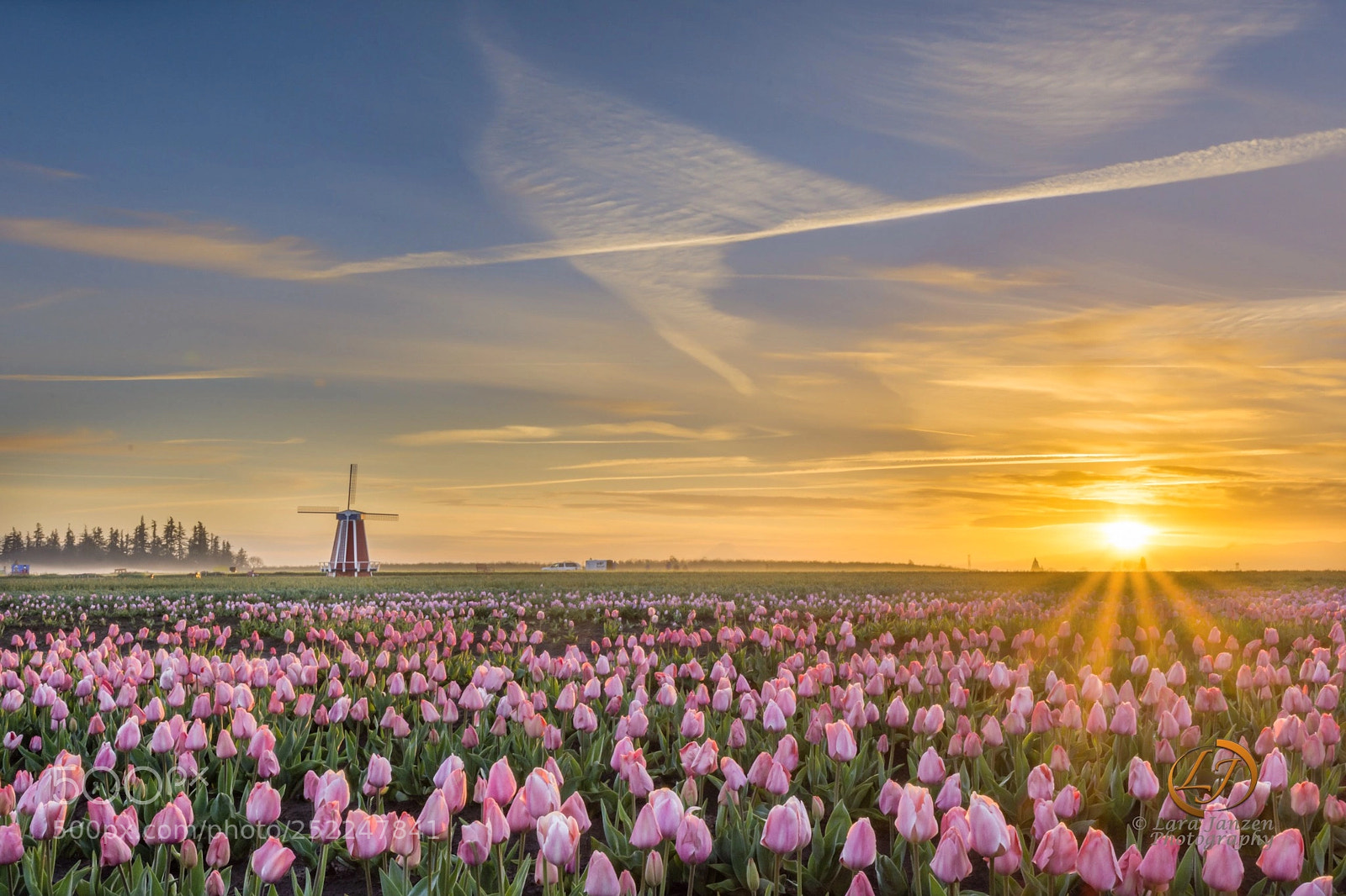 Nikon D7200 sample photo. Sunrays kissing pink tulips. photography