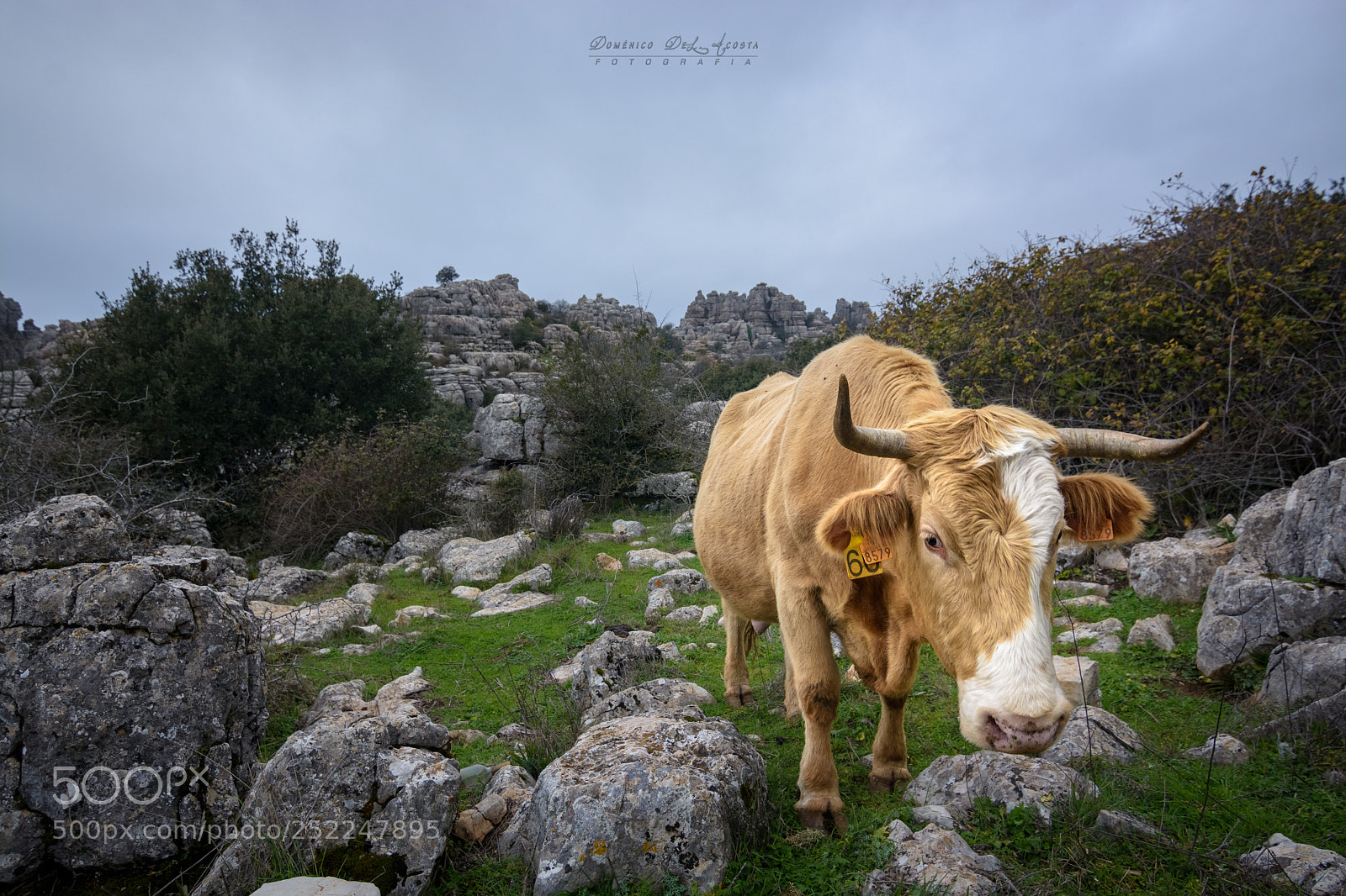 Nikon D7100 sample photo. Cow grazing - vaca photography