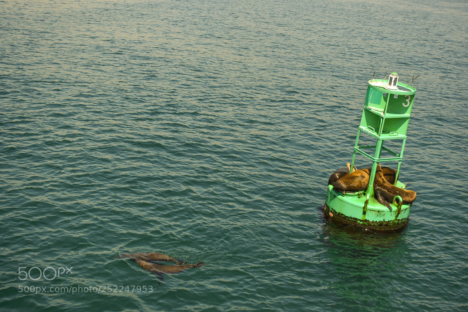 Nikon D5600 sample photo. Seals posted photography
