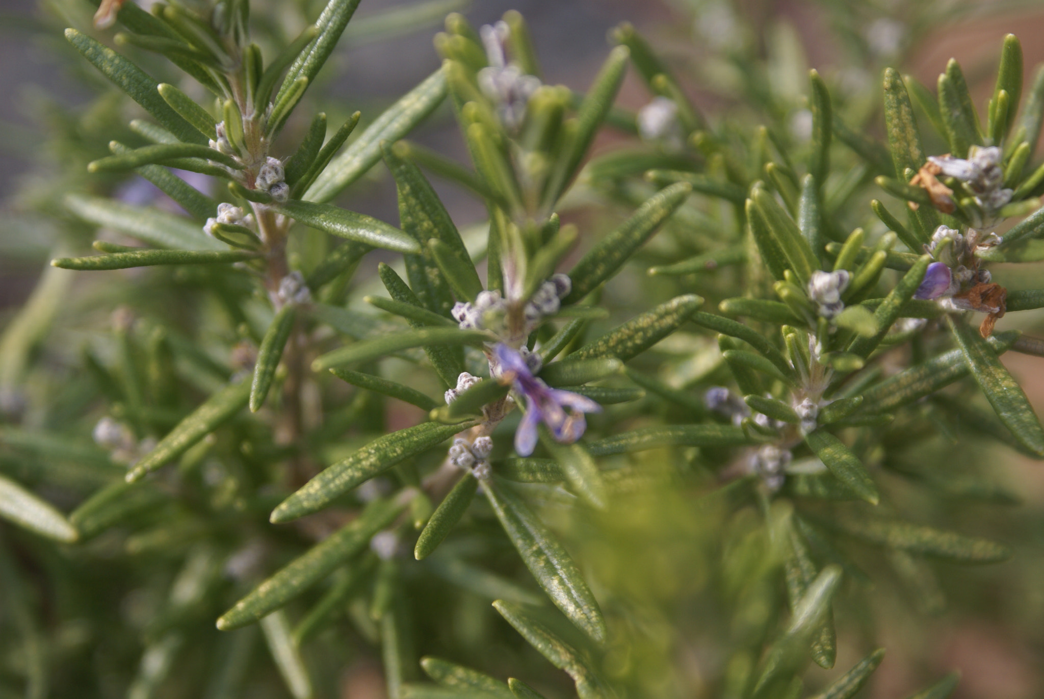 Sony Alpha DSLR-A100 sample photo
