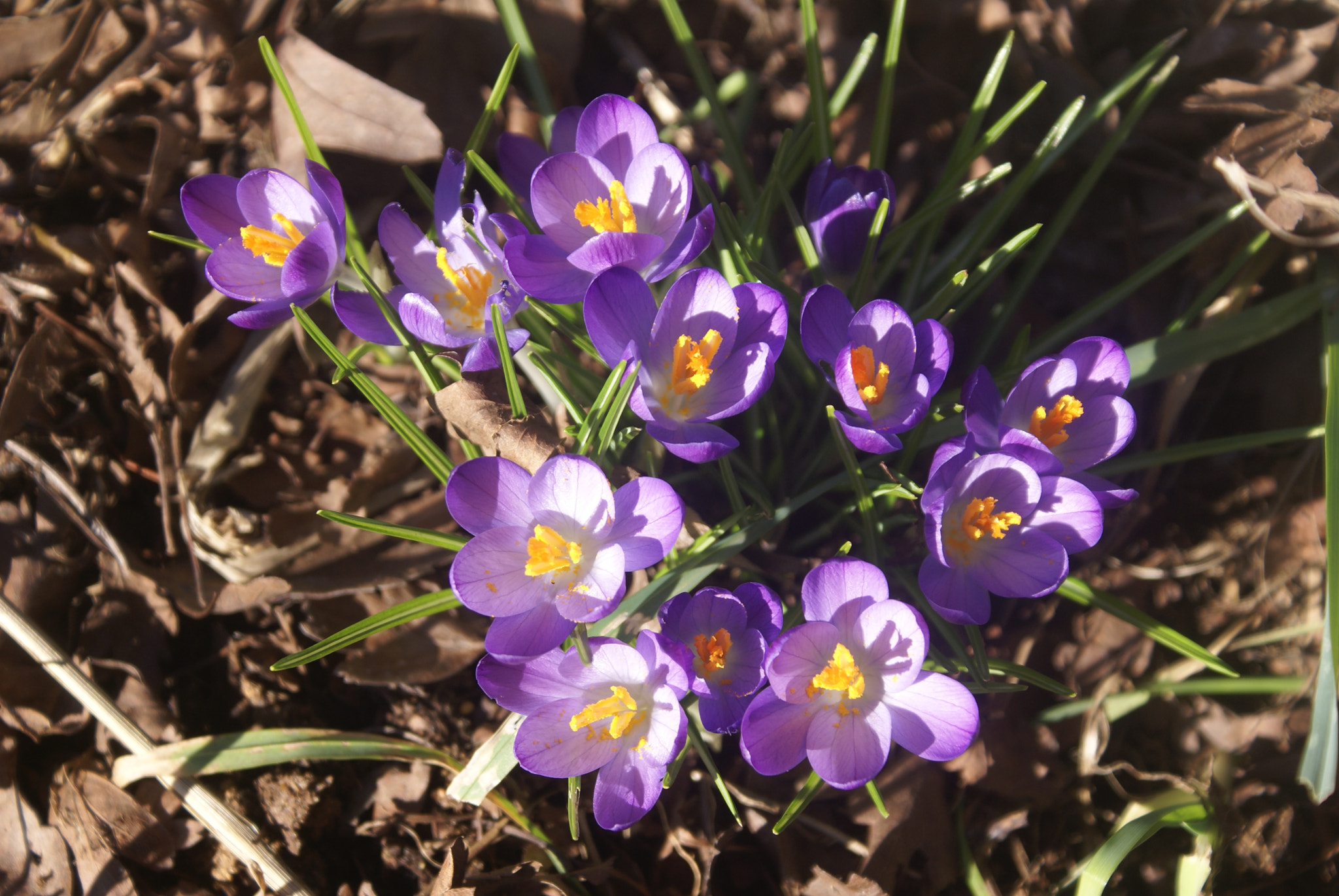 Sony Alpha DSLR-A100 sample photo