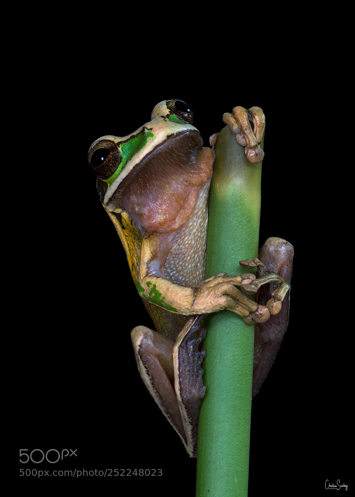 Nikon D4 sample photo. Tawny treefrog photography