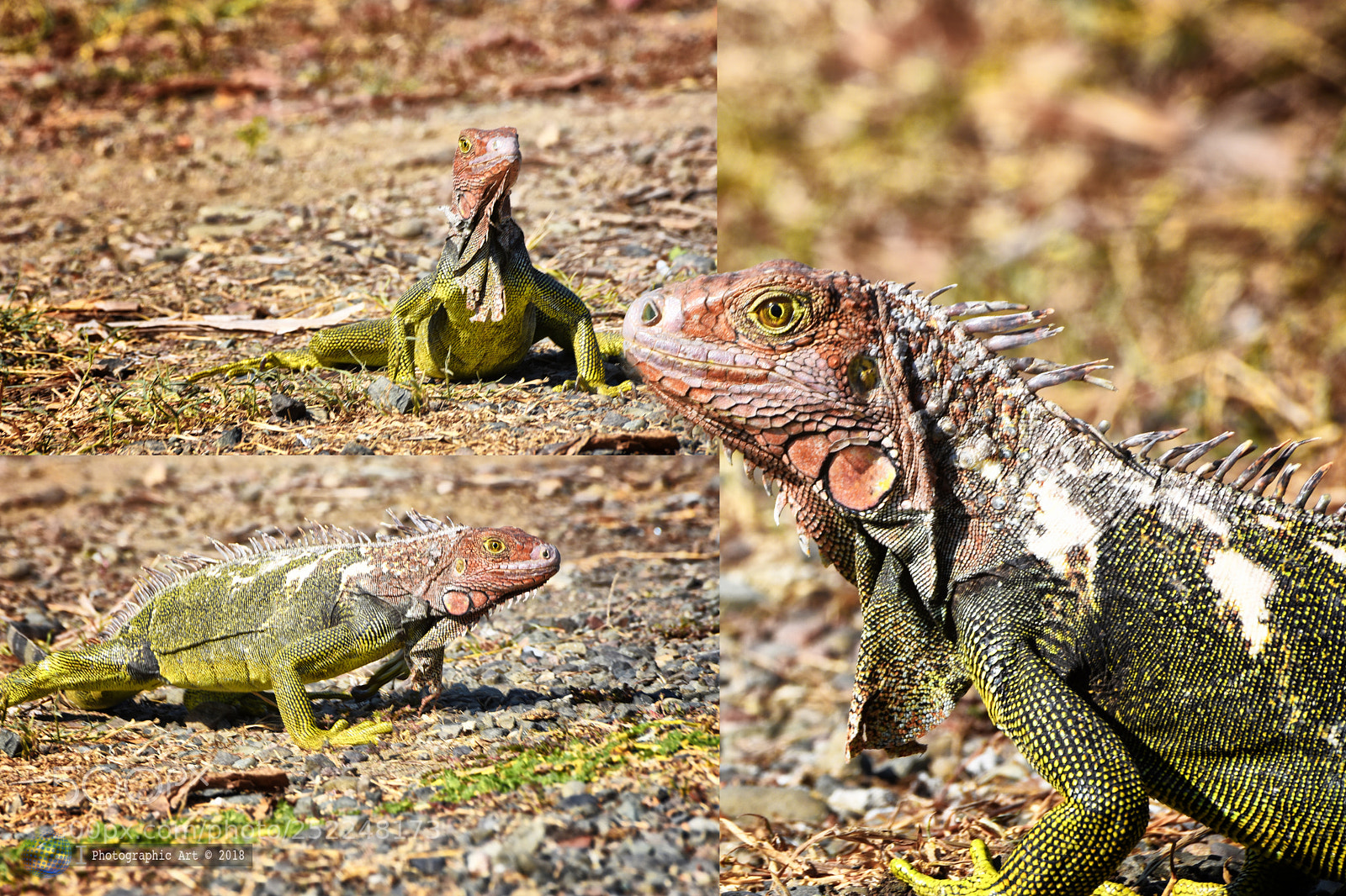 Nikon D7200 sample photo. Iguana model photography