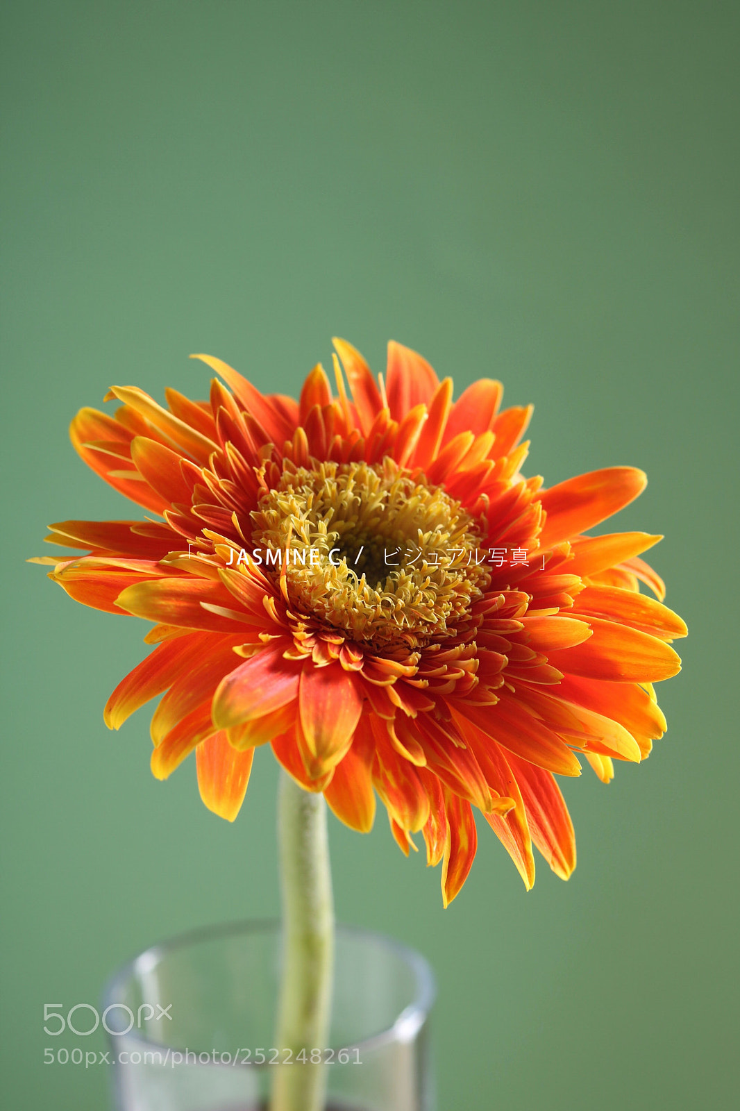 Canon EOS 750D (EOS Rebel T6i / EOS Kiss X8i) sample photo. Daisy in summer photography