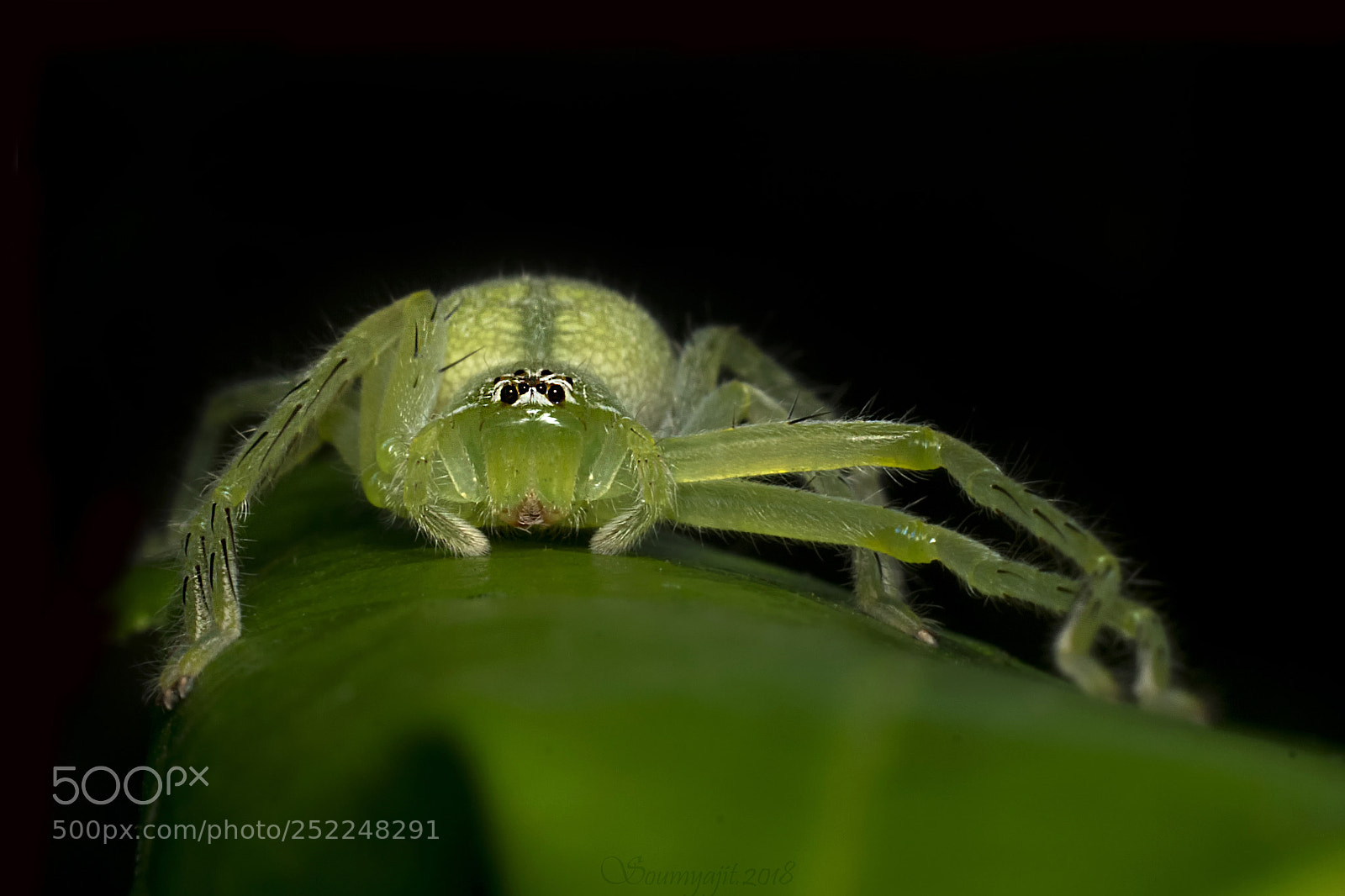 Nikon D3300 sample photo. Green huntsman (female) photography