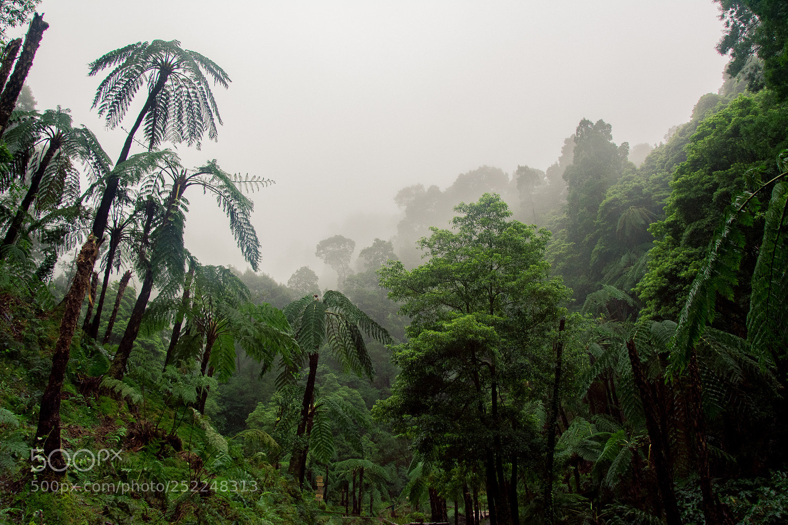 Nikon D5200 sample photo. Jungle photography