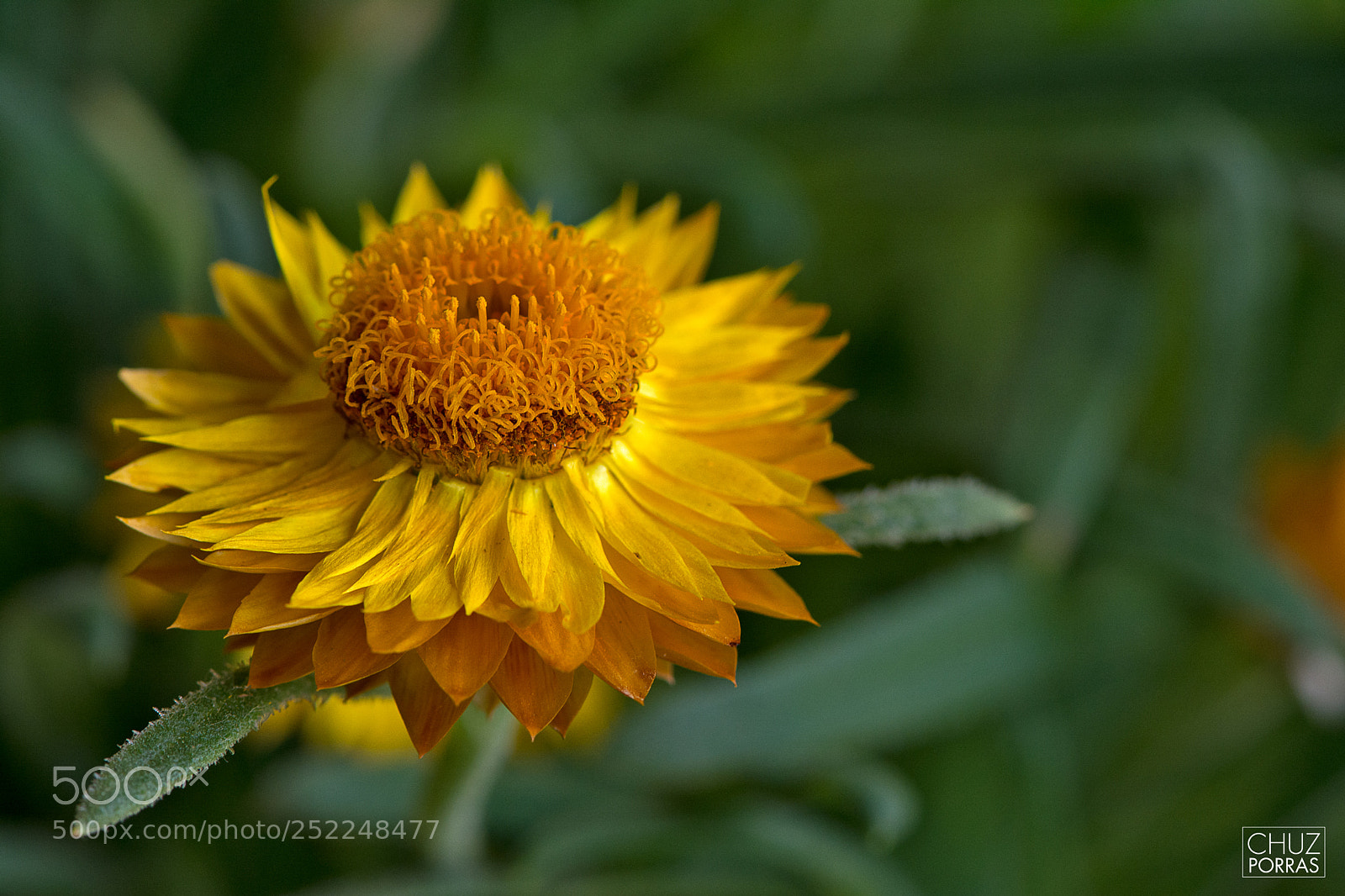 Nikon D7100 sample photo. Flower at a botanical photography