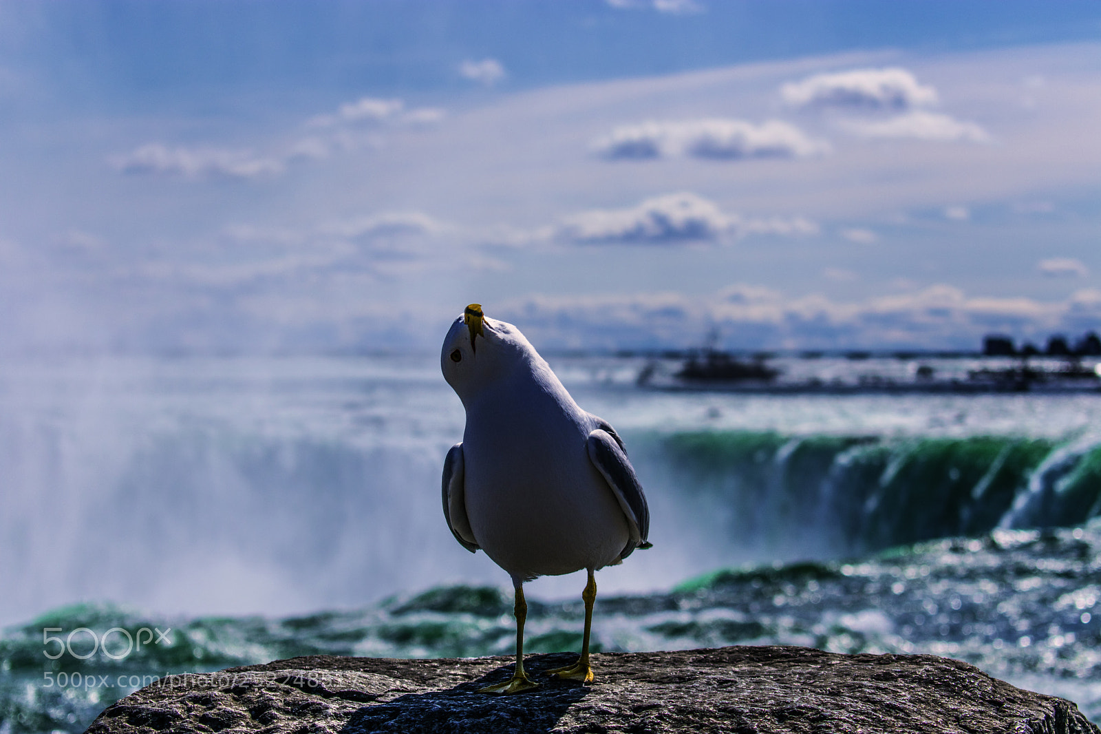 Nikon D3400 sample photo. Bird photography