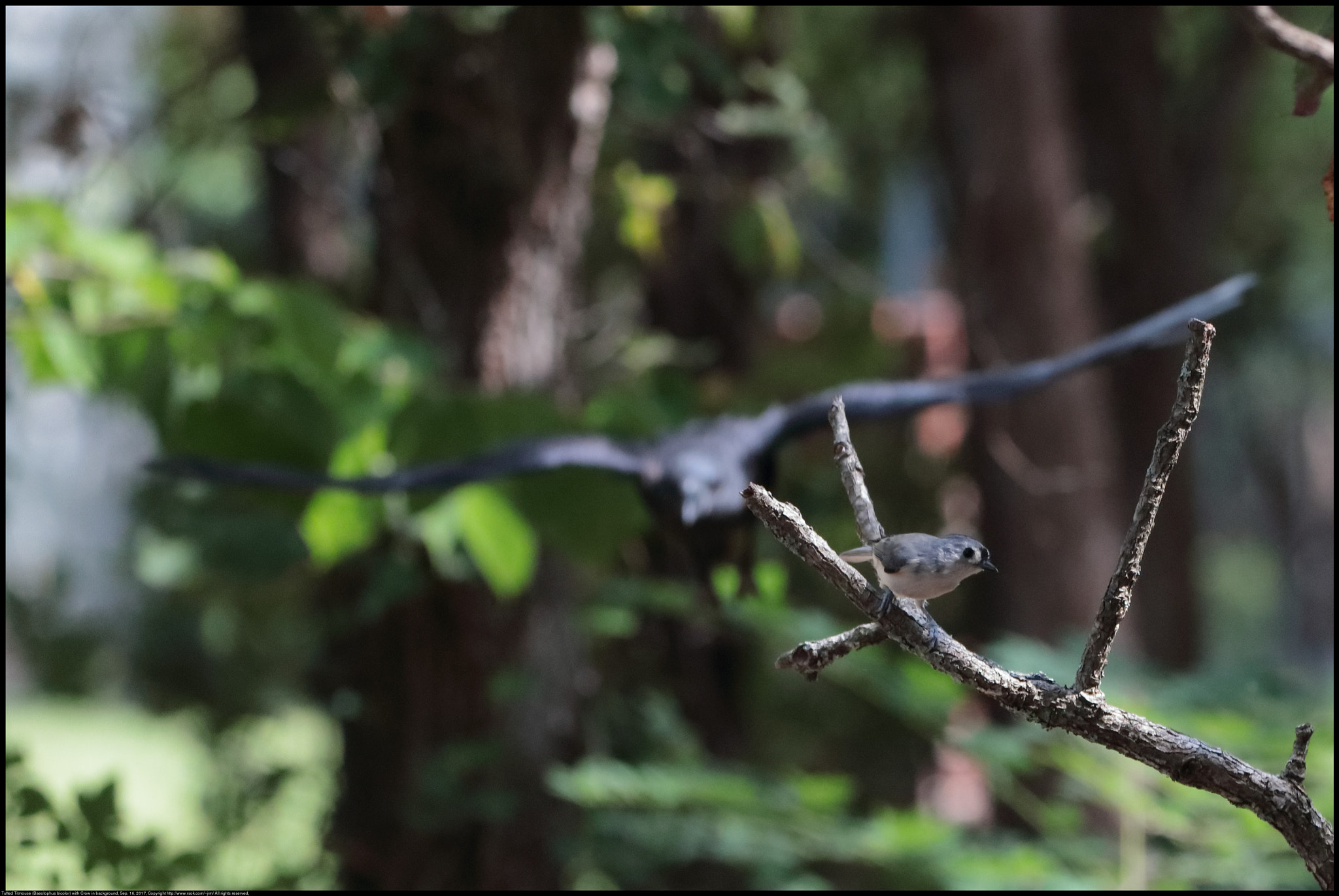 Canon EF 70-300 F4-5.6 IS II USM sample photo. Titmouse with crow approaching photography