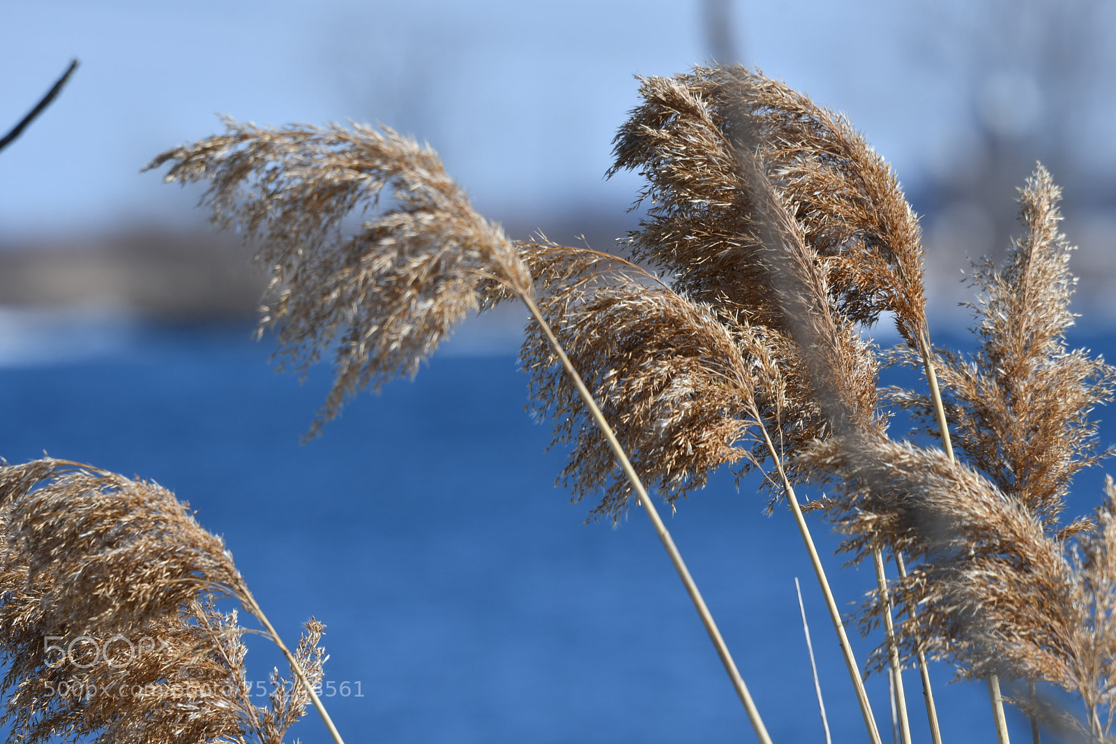 Nikon D500 sample photo. Spring day photography