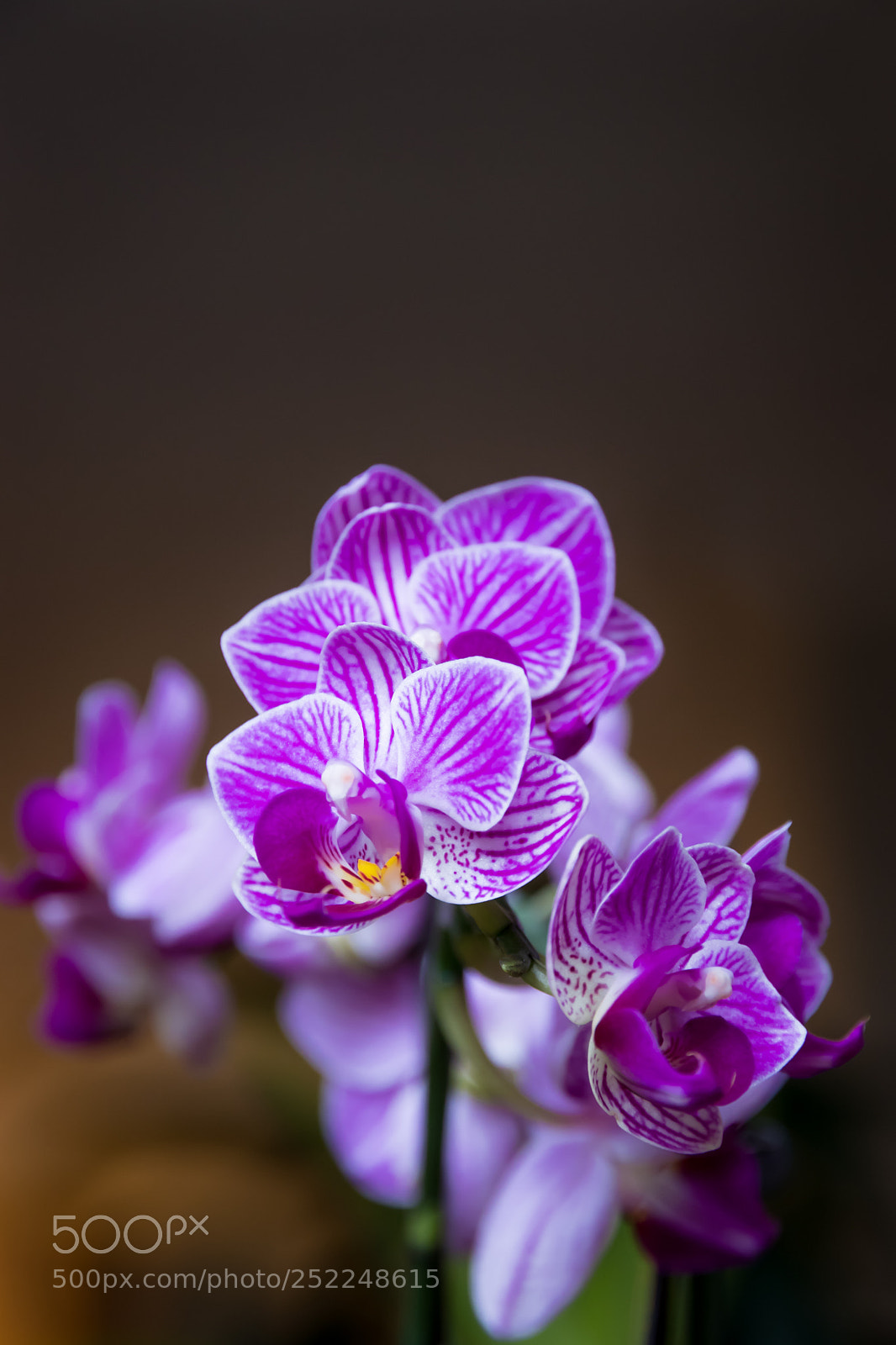 Canon EOS 80D sample photo. Easter orchid photography