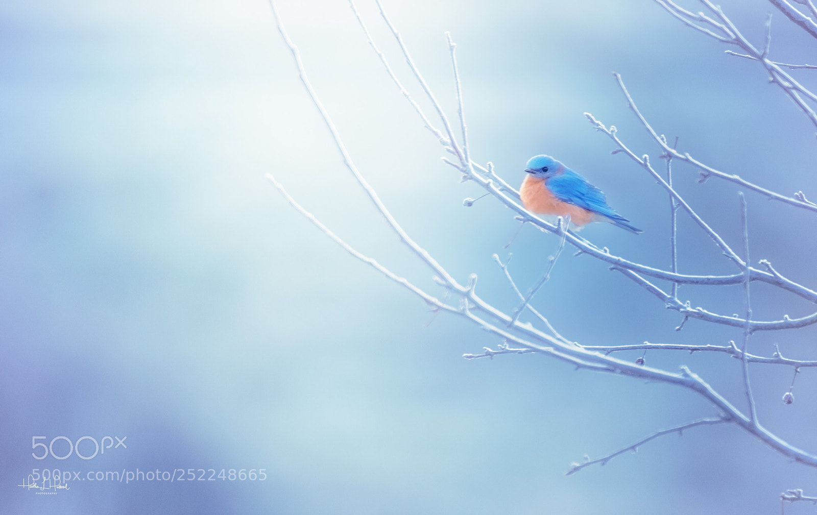 Nikon D810 sample photo. Good morning blue photography