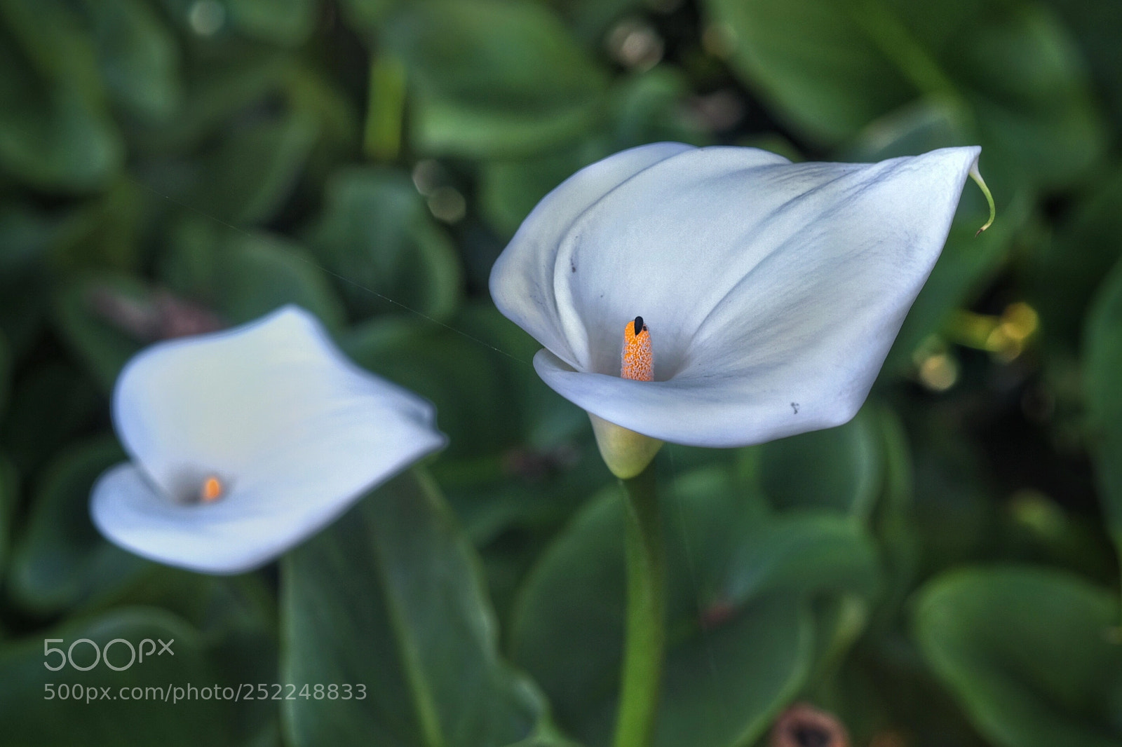 Fujifilm X-T20 sample photo. Pure white in the photography