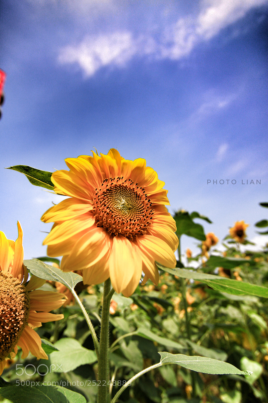 Canon EOS 50D sample photo. 向日葵 photography