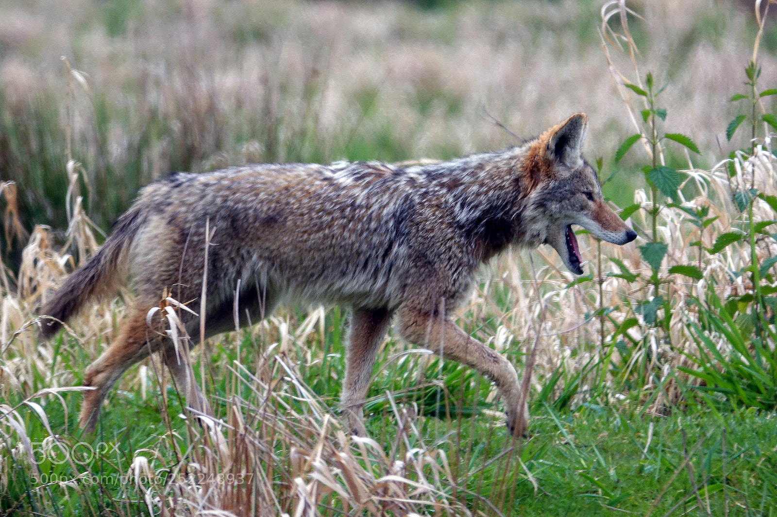 Sony Cyber-shot DSC-RX10 III sample photo. Coyote photography