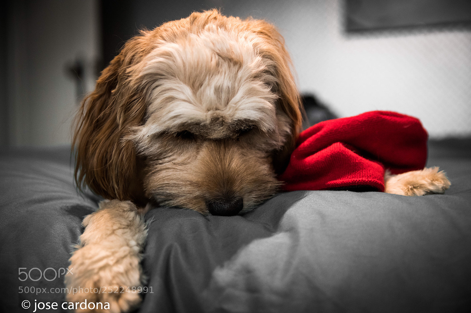 Nikon D850 sample photo. Lucy photography