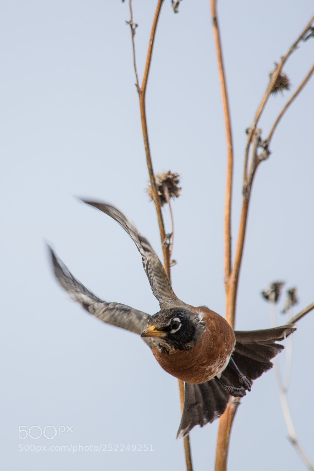 Nikon D7100 sample photo. Angry bird photography