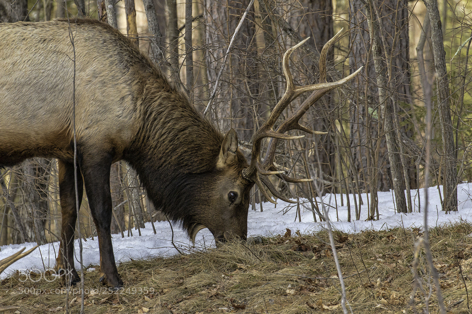 Canon EOS 70D sample photo. Elk buck photography