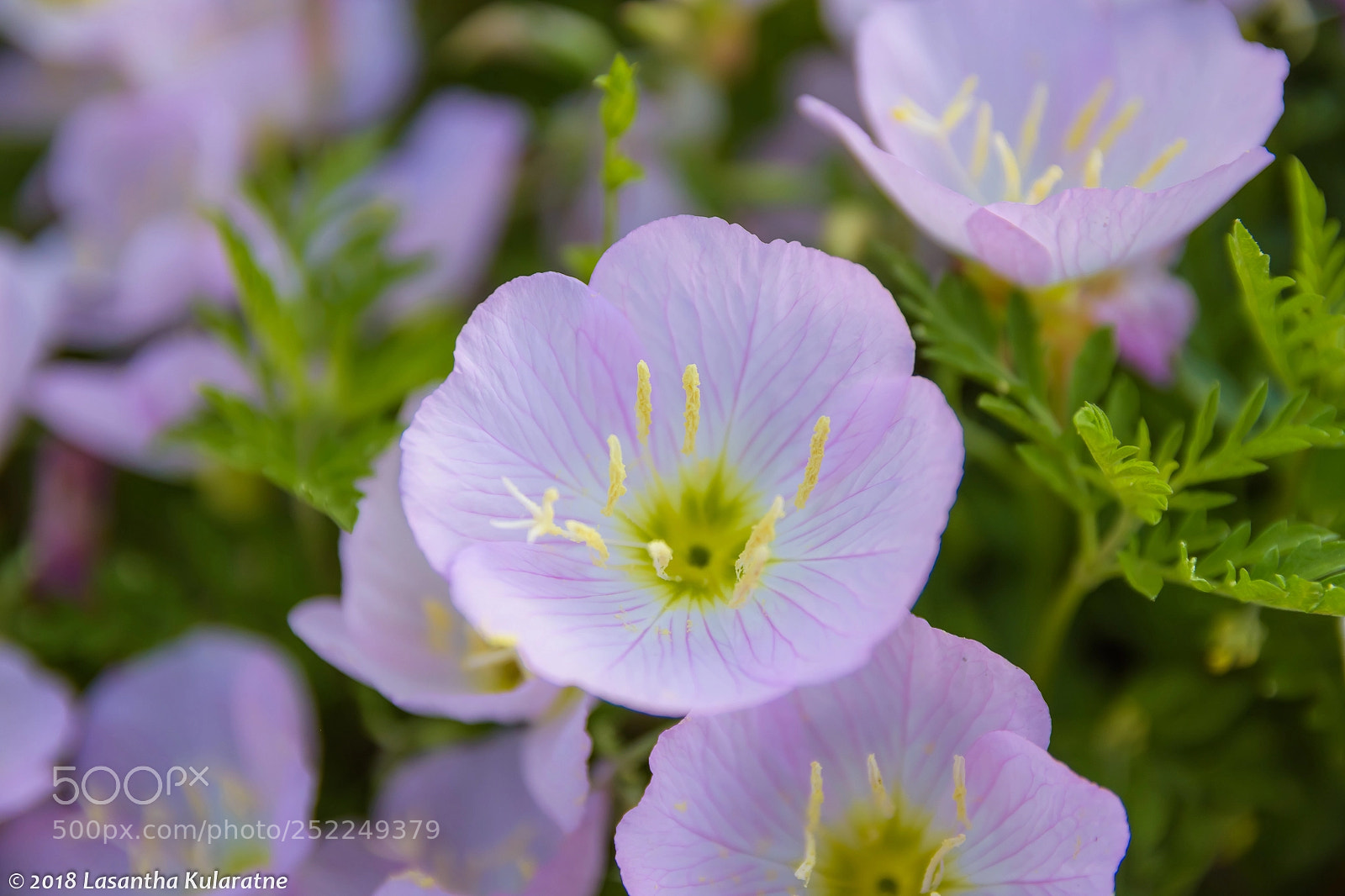 Nikon D7200 sample photo. Pink wild flower in photography