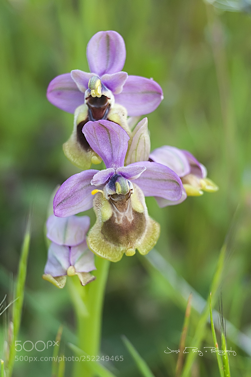 Nikon D90 sample photo. Ophrys tenthredinifera photography