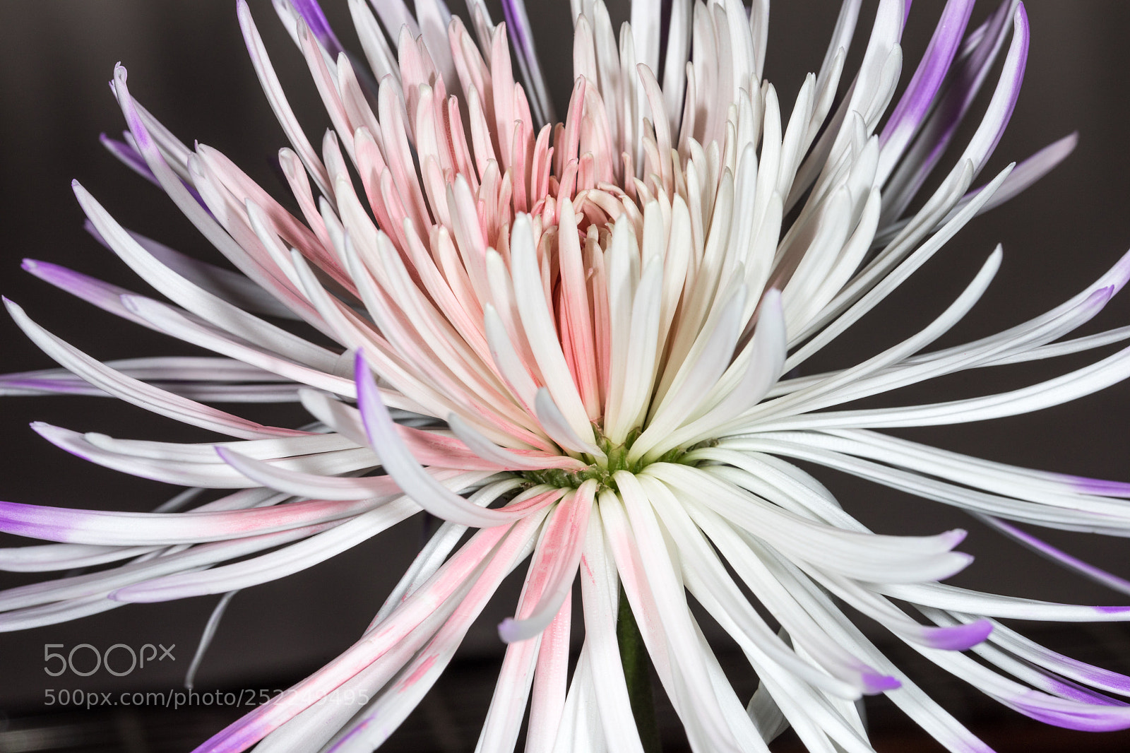 Canon EOS 5D Mark IV sample photo. Spider lily photography