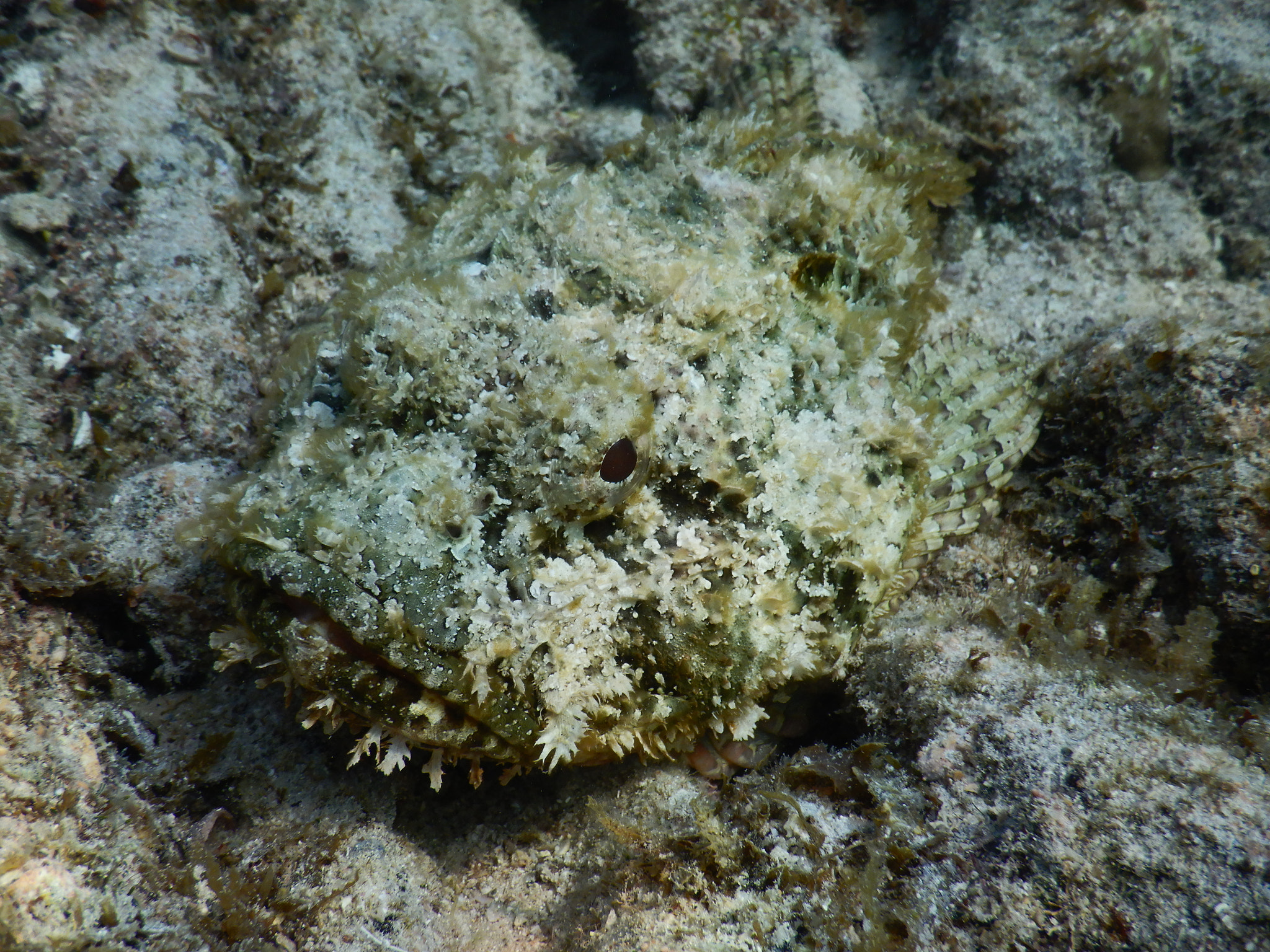 Nikon Coolpix W300 sample photo. Scorpion  fish... photography