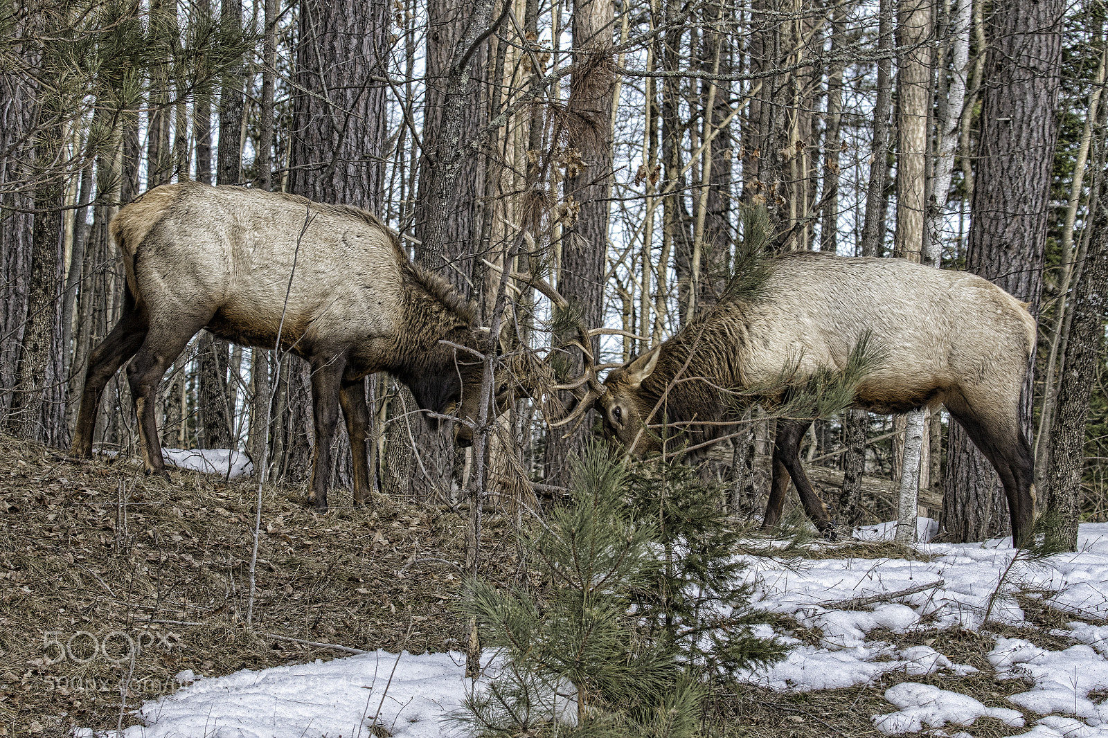 Canon EOS 70D sample photo. Playful elk bucks photography