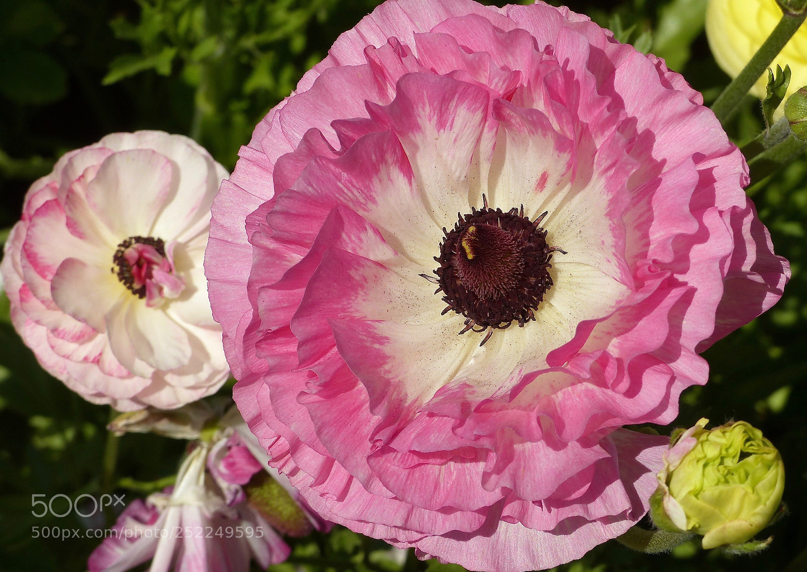 Panasonic Lumix DMC-FZ200 sample photo. Untitled photography