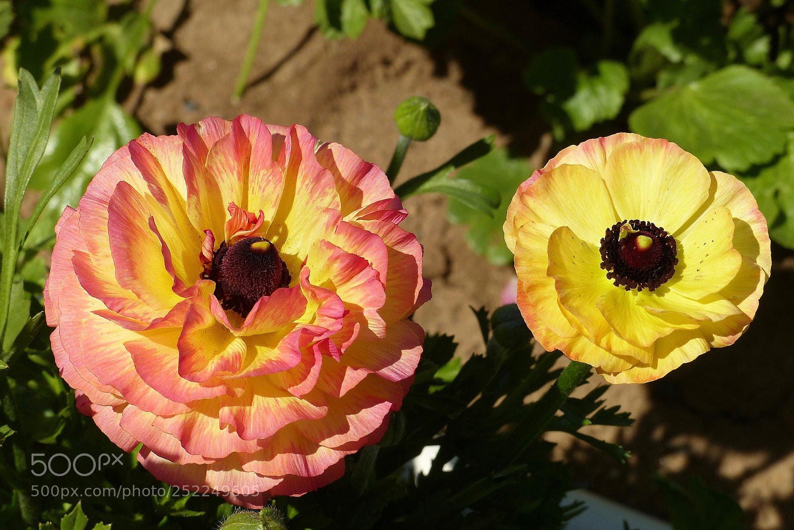Panasonic Lumix DMC-FZ200 sample photo. Untitled photography